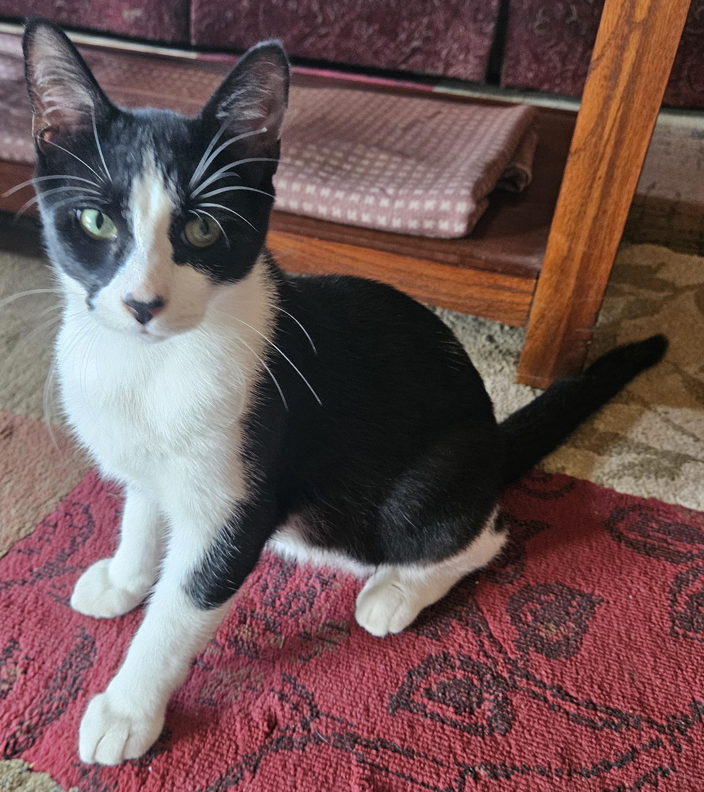 Bohdi25, Adoptable, Young Male Domestic Short Hair.