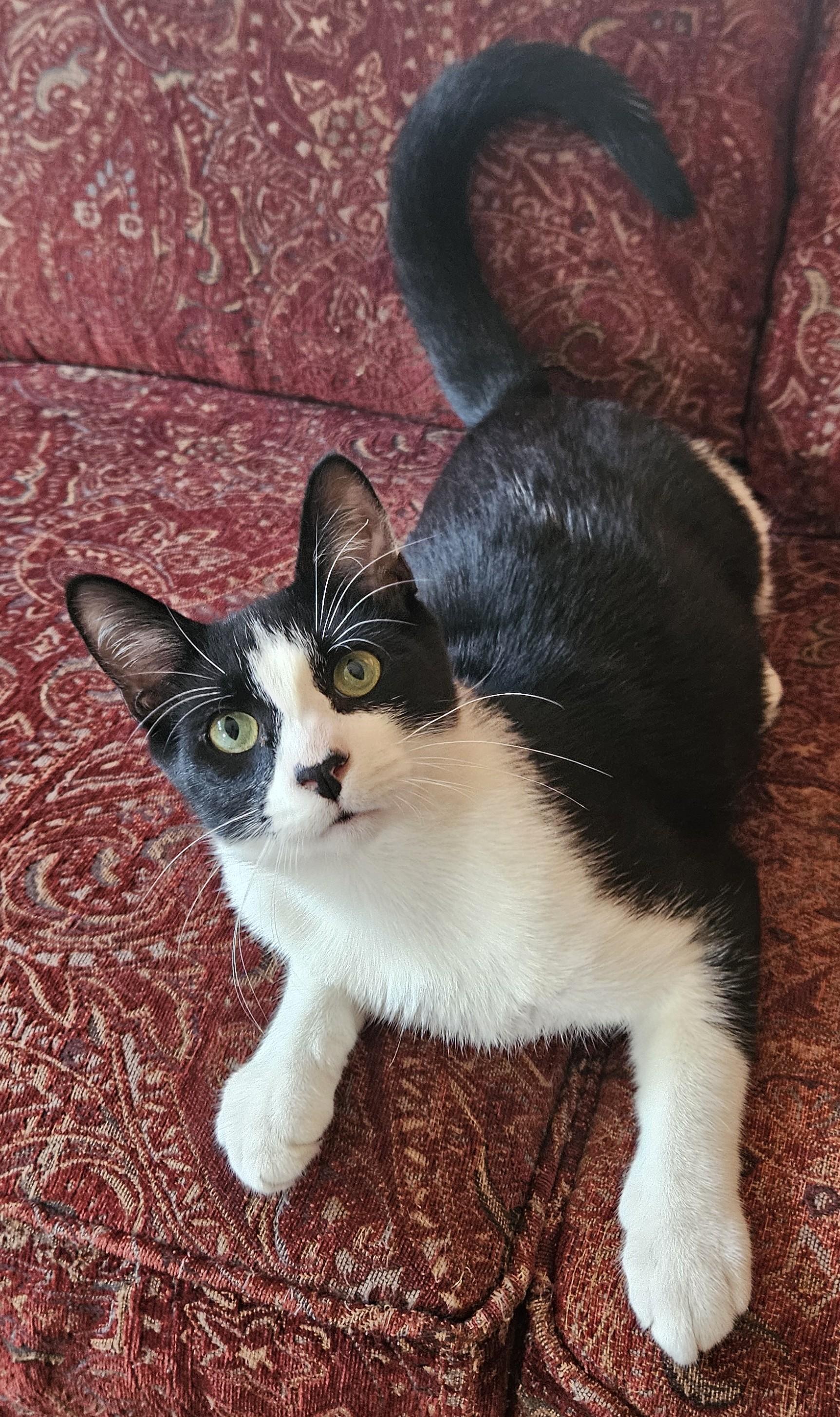 Bohdi25, a Adoptable Domestic Short Hair in Milwaukee, WI image 2/4