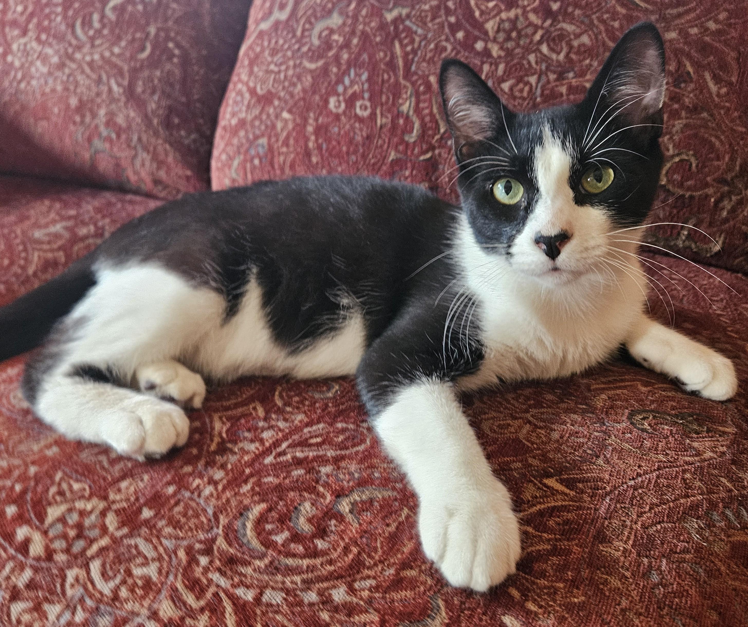 Bohdi25, a Adoptable Domestic Short Hair in Milwaukee, WI image 3/4