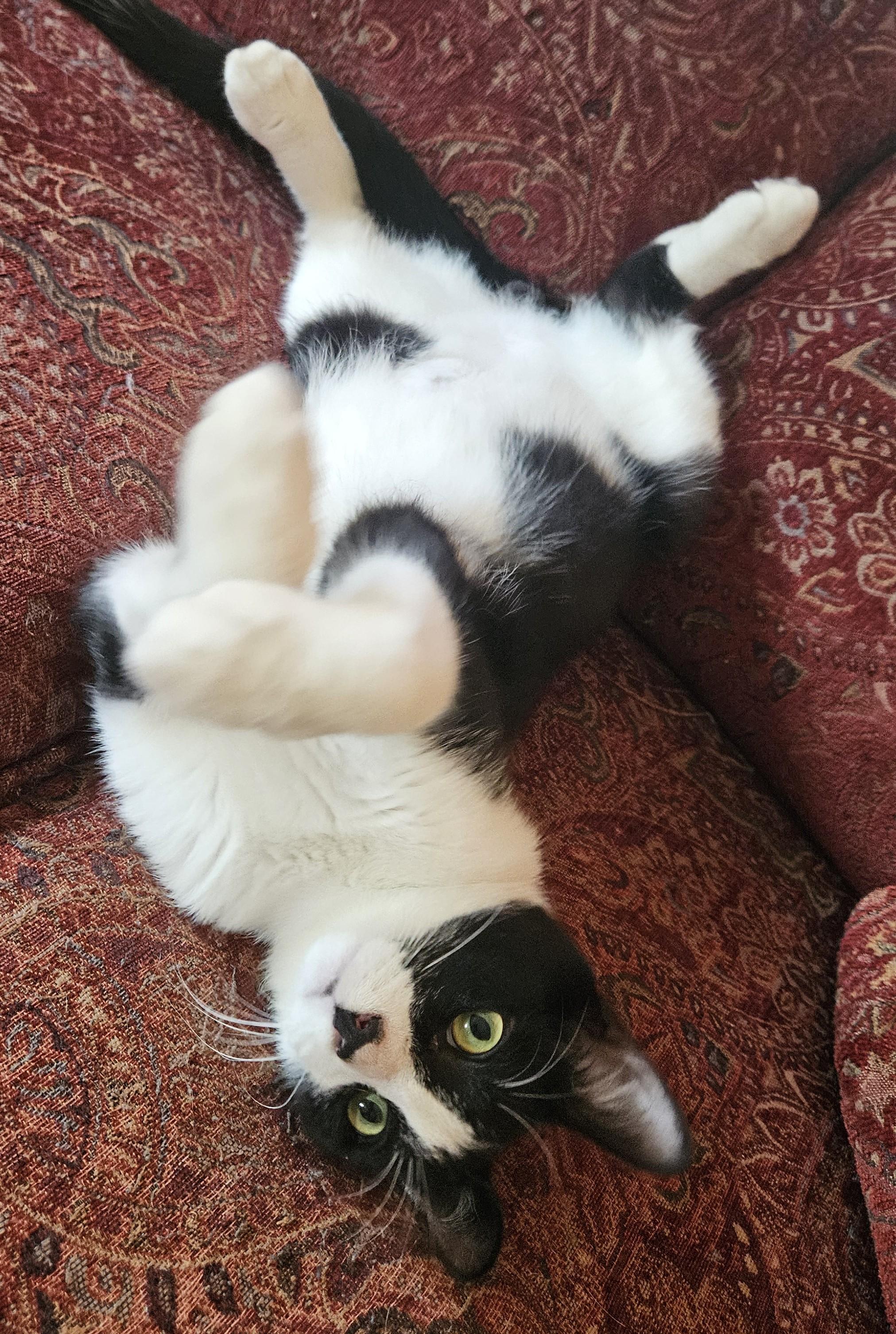 Bohdi25, a Adoptable Domestic Short Hair in Milwaukee, WI image 4/4