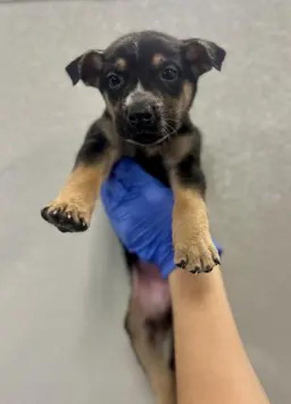 Jet, Adoptable, Puppy Male German Shepherd Dog.