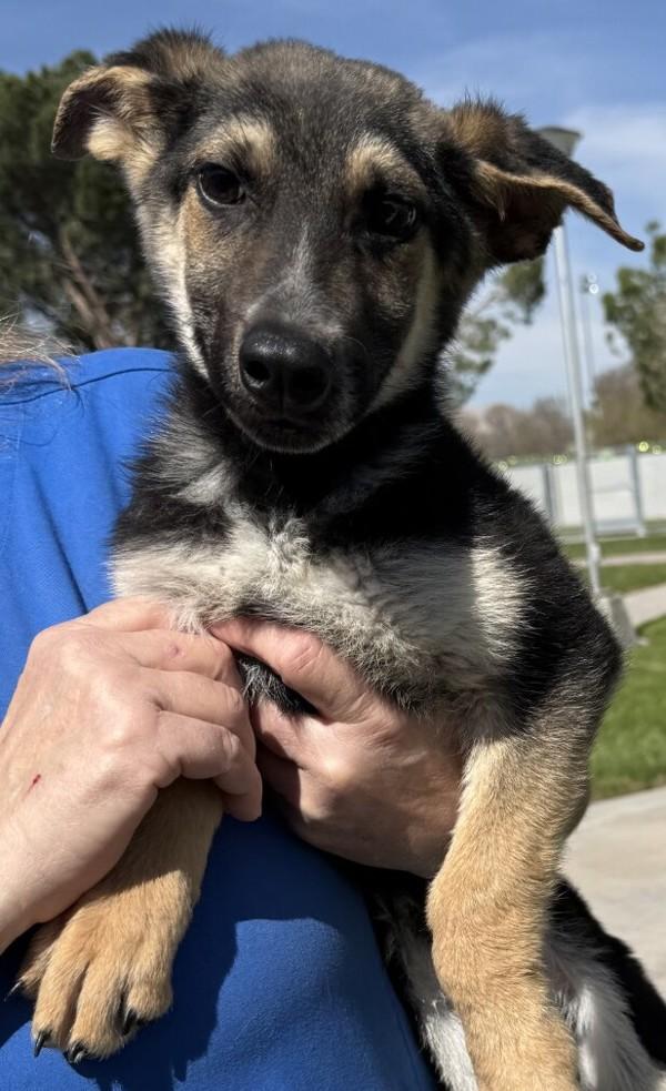 Enlarge Jet, a Adoptable mixed breed in Victorville, CA image 2/2