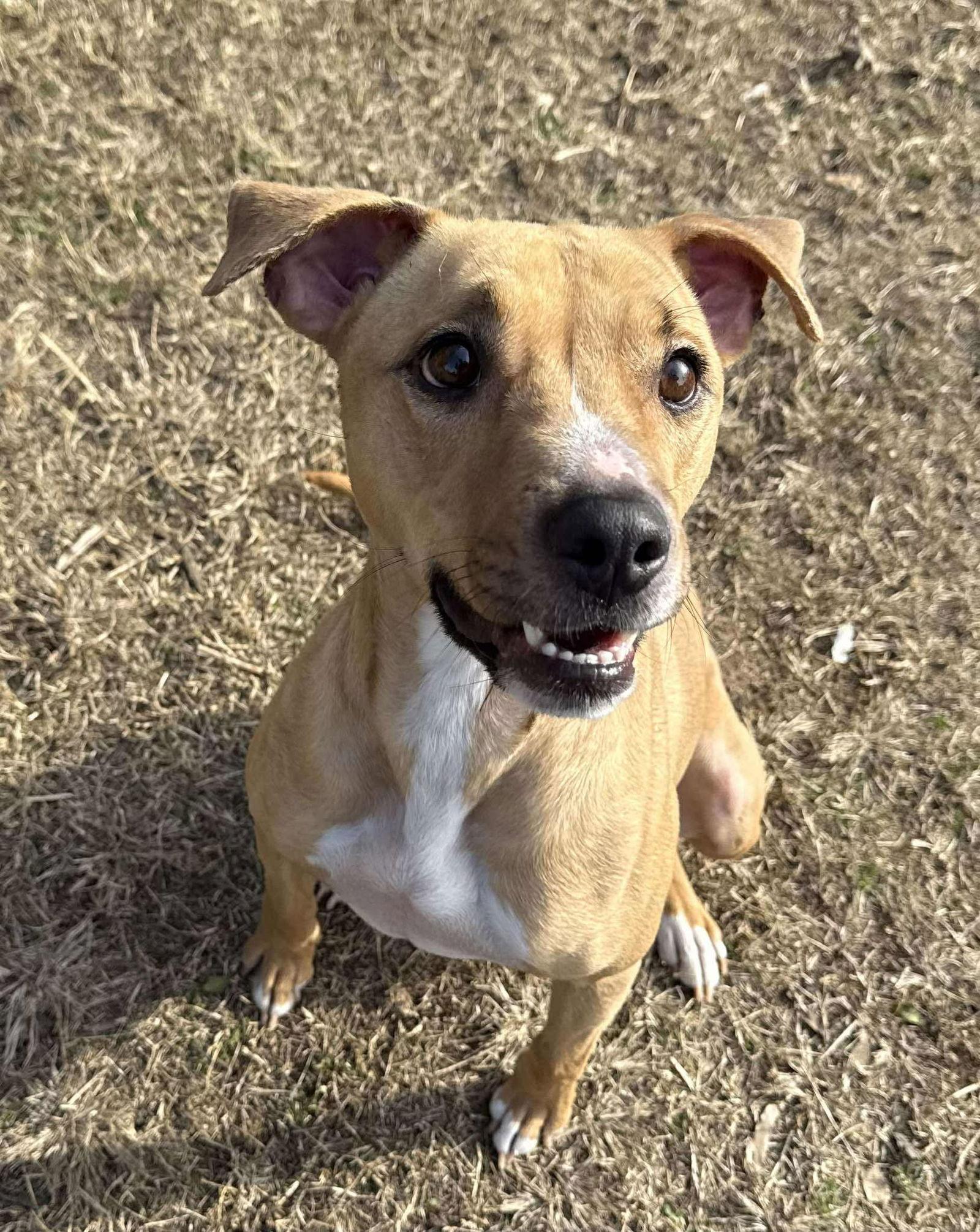 Enlarge RYLEE, a Adoptable Terrier in Holbrook, NY image 1/3