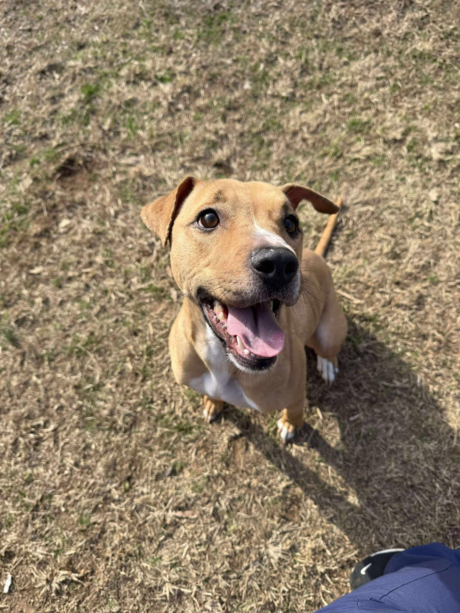 Enlarge RYLEE, a Adoptable Terrier in Holbrook, NY image 2/3