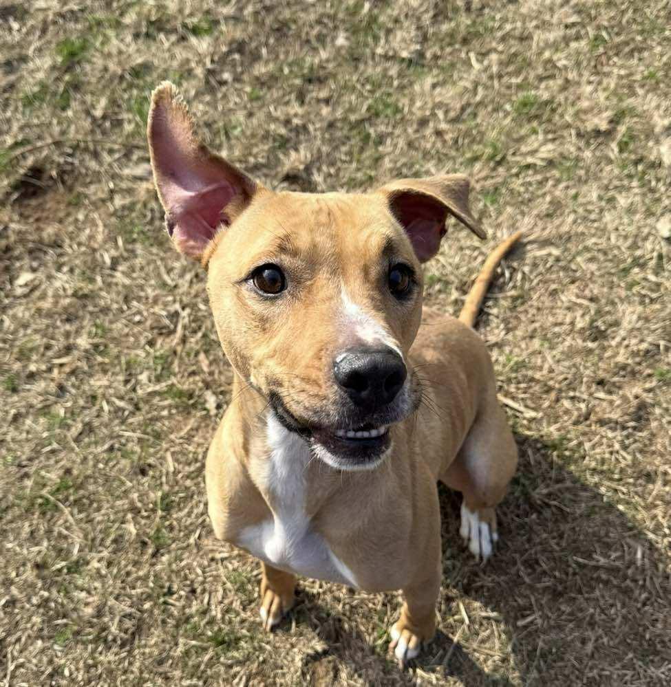 Enlarge RYLEE, a Adoptable Terrier in Holbrook, NY image 3/3