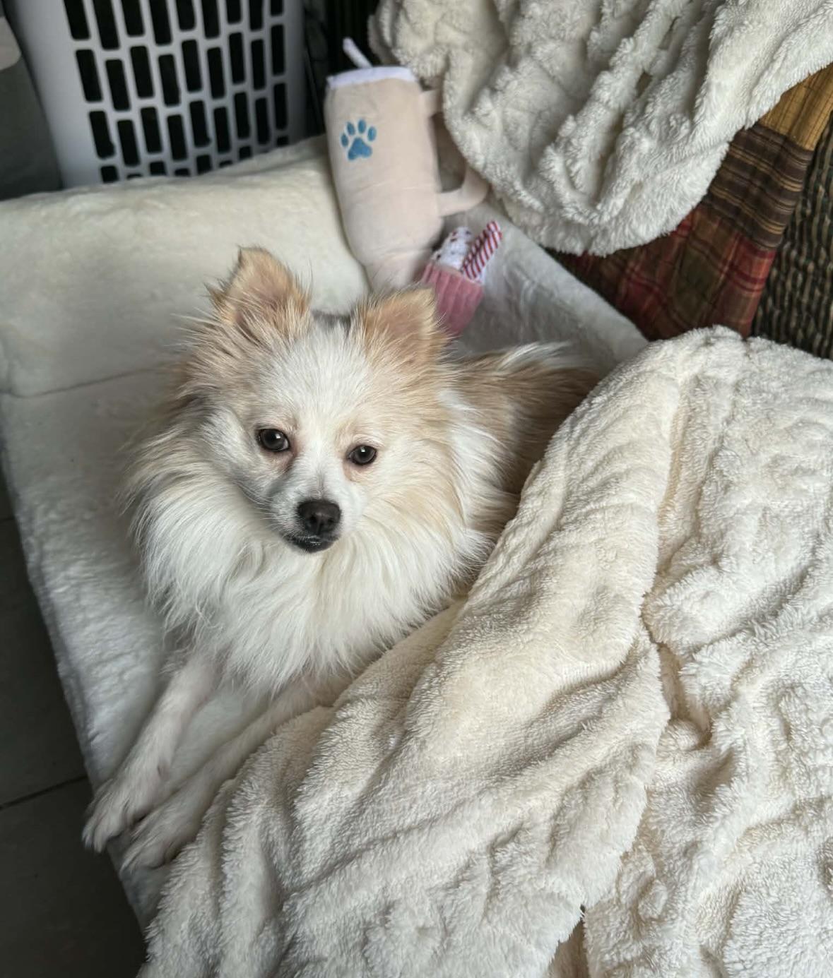 Enlarge Winter, a ADOPTABLE Pomeranian in Tallahassee, FL image 2/4