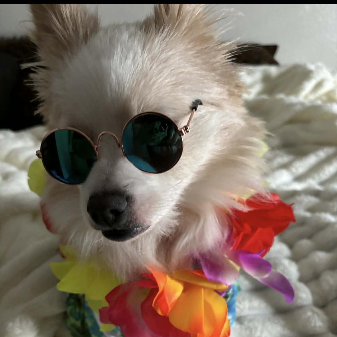 Winter, ADOPTABLE, Young Female Pomeranian.