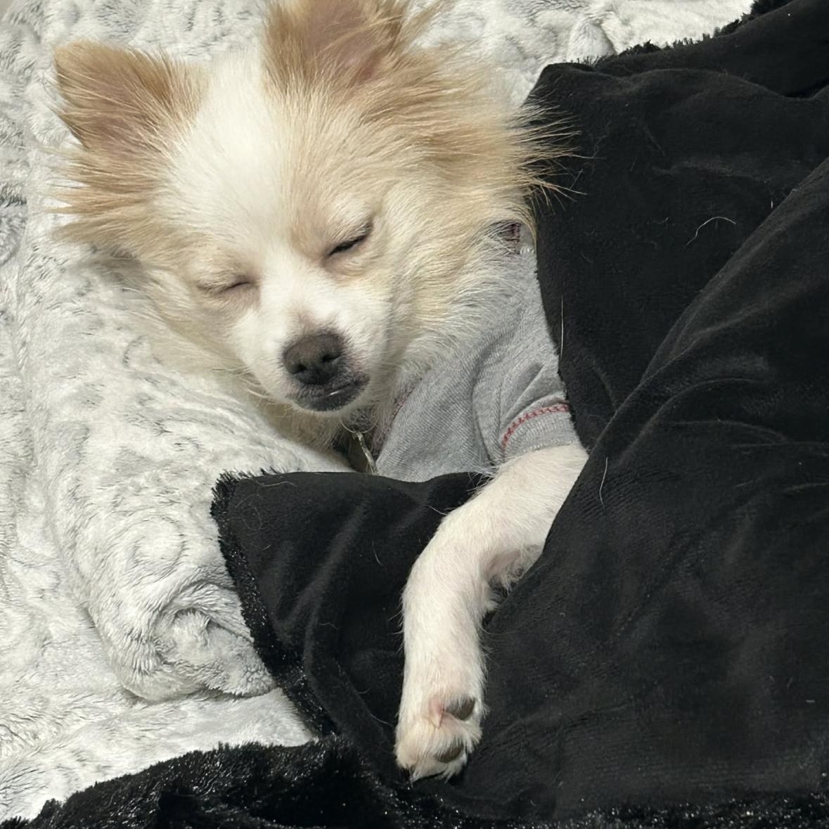 Enlarge Winter, a ADOPTABLE Pomeranian in Tallahassee, FL image 3/4