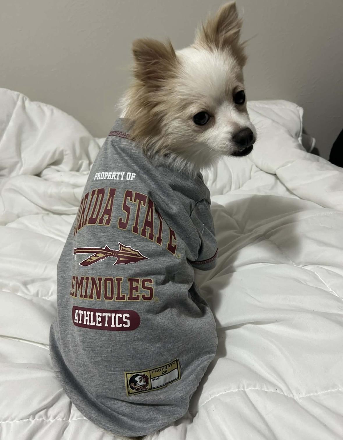 Enlarge Winter, a ADOPTABLE Pomeranian in Tallahassee, FL image 4/4