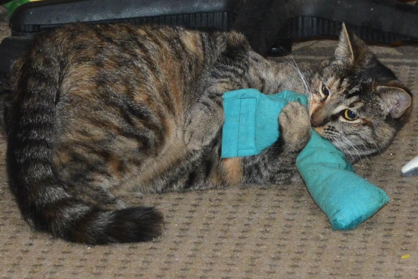 Pin, a Adoptable Domestic Short Hair in Silverton, OR image 1/6