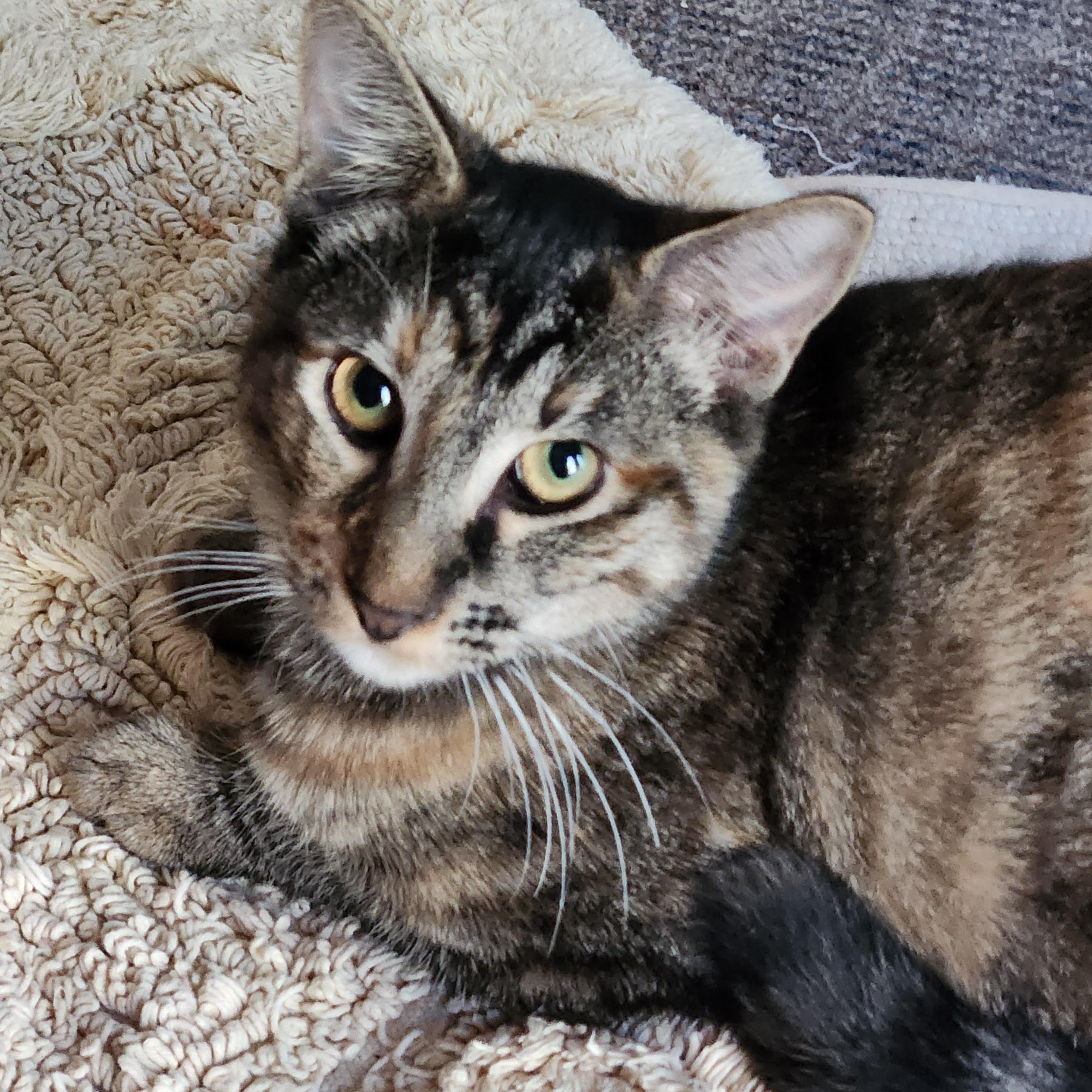 Pin, a Adoptable Domestic Short Hair in Silverton, OR image 2/6