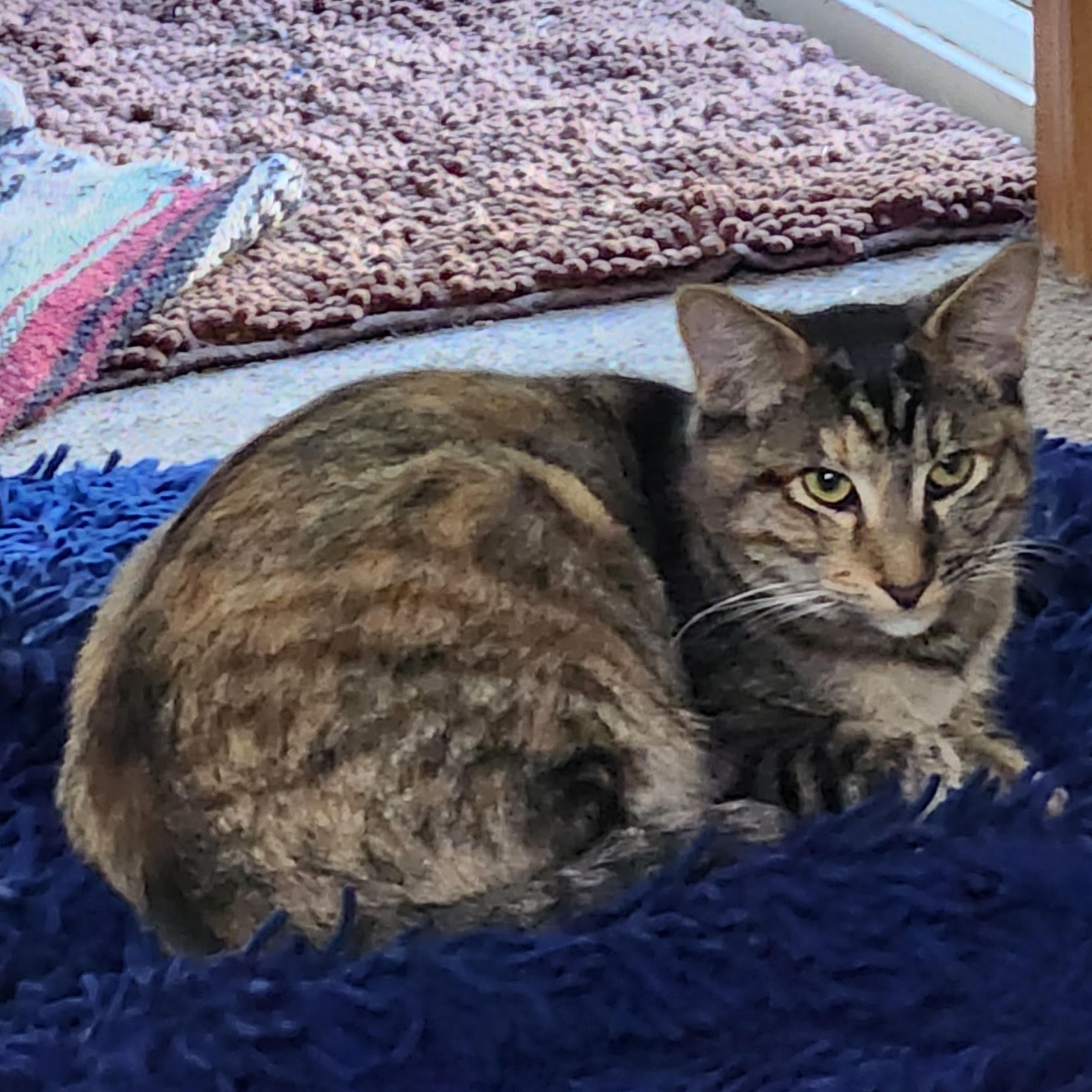 Pin, a Adoptable Domestic Short Hair in Silverton, OR image 3/6