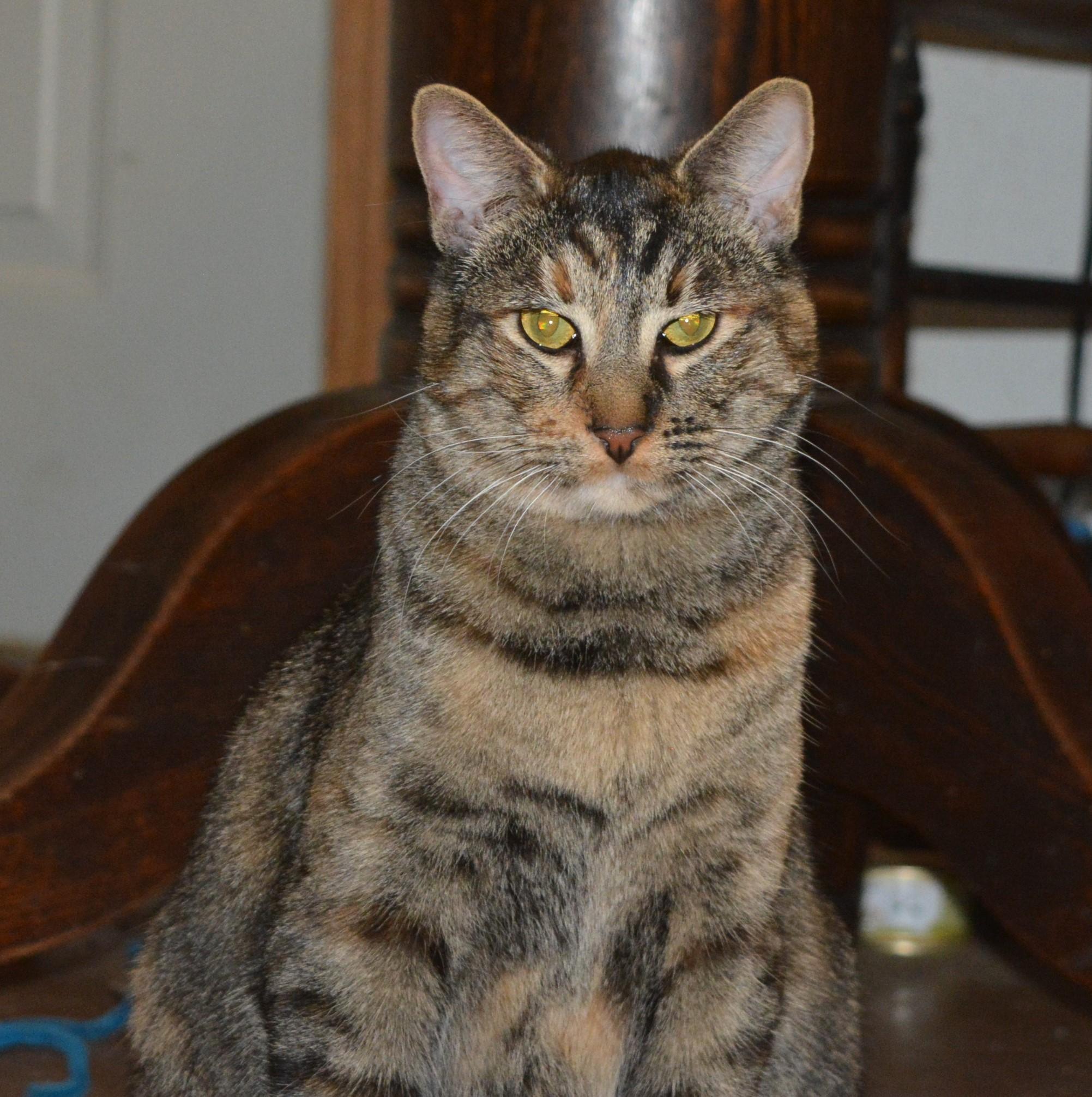 Pin, a Adoptable Domestic Short Hair in Silverton, OR image 4/6