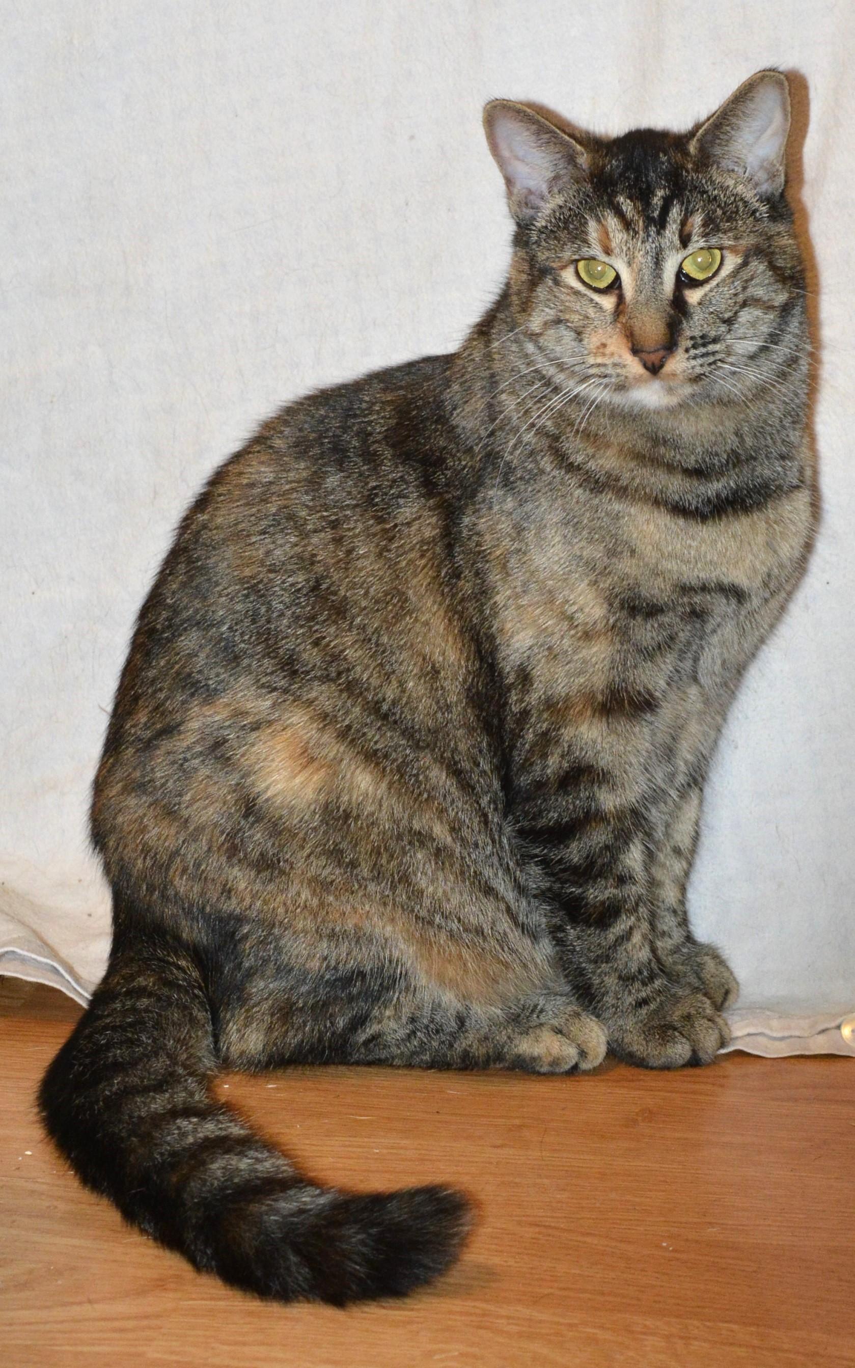 Pin, a Adoptable Domestic Short Hair in Silverton, OR image 5/6