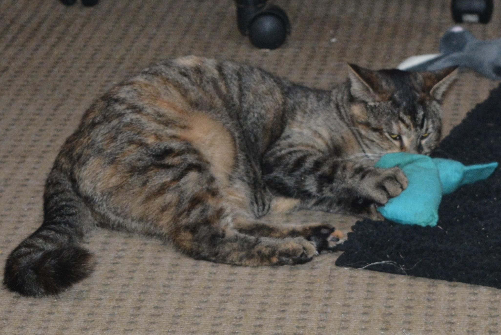 Pin, a Adoptable Domestic Short Hair in Silverton, OR image 6/6