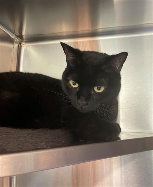 BON BON, Adoptable, Young Female Domestic Medium Hair.