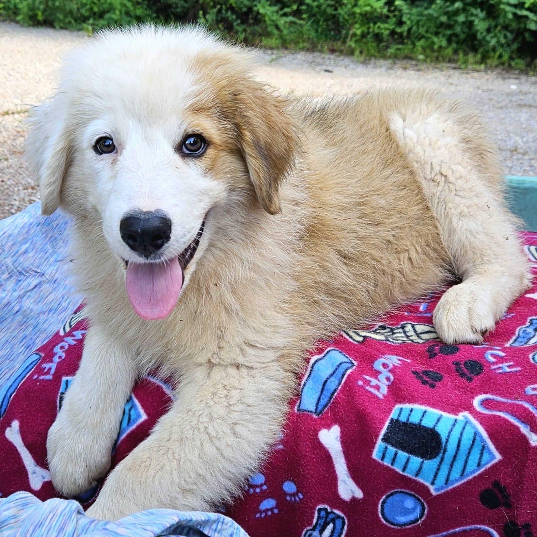 Bella, Baby Female Great Pyrenees