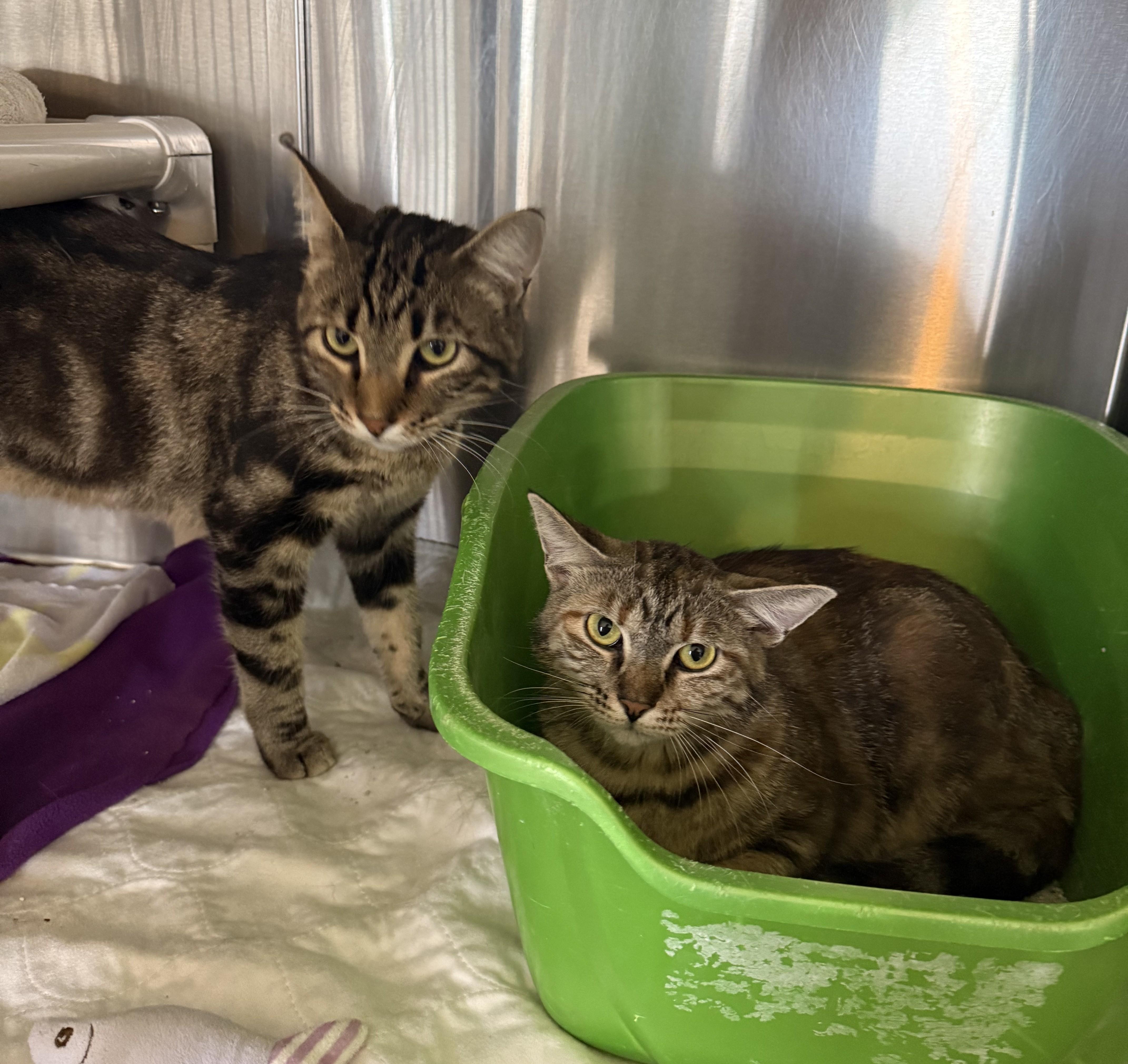 TIGER (& Phoebe), a ADOPTABLE Domestic Short Hair in La Crescent, MN image 2/6