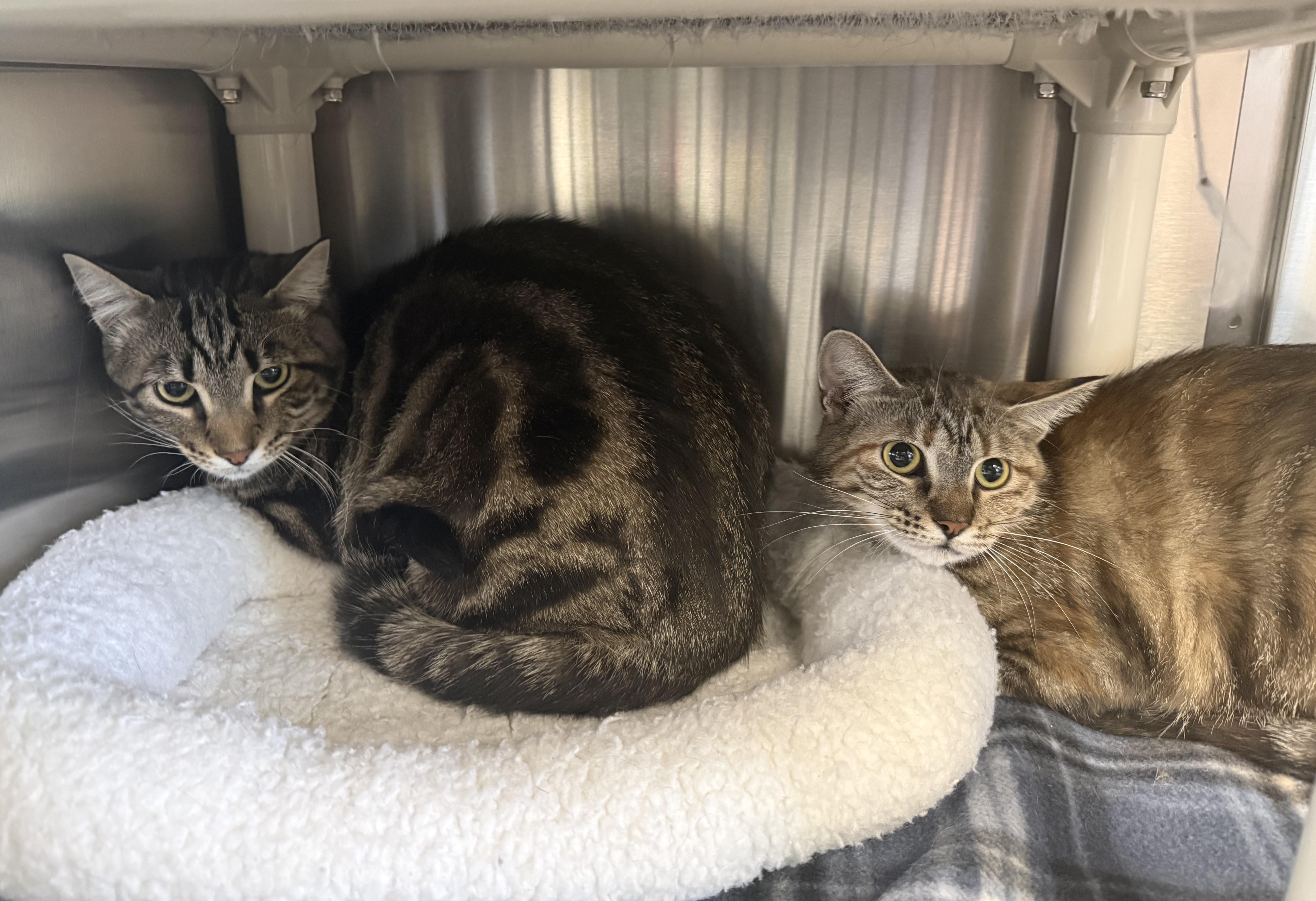 TIGER (& Phoebe), a ADOPTABLE Domestic Short Hair in La Crescent, MN image 5/6