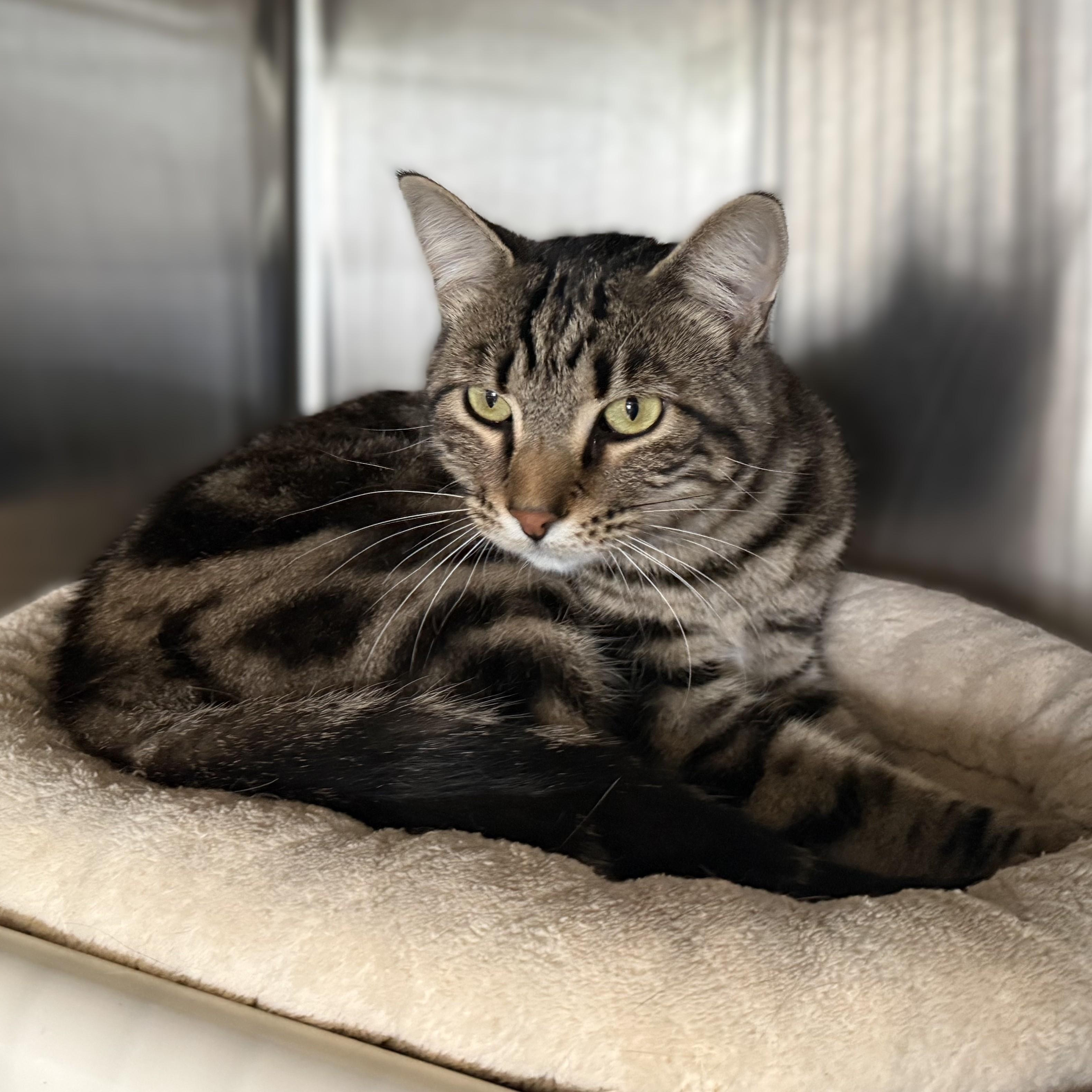 TIGER (& Phoebe), a ADOPTABLE Domestic Short Hair in La Crescent, MN image 4/6