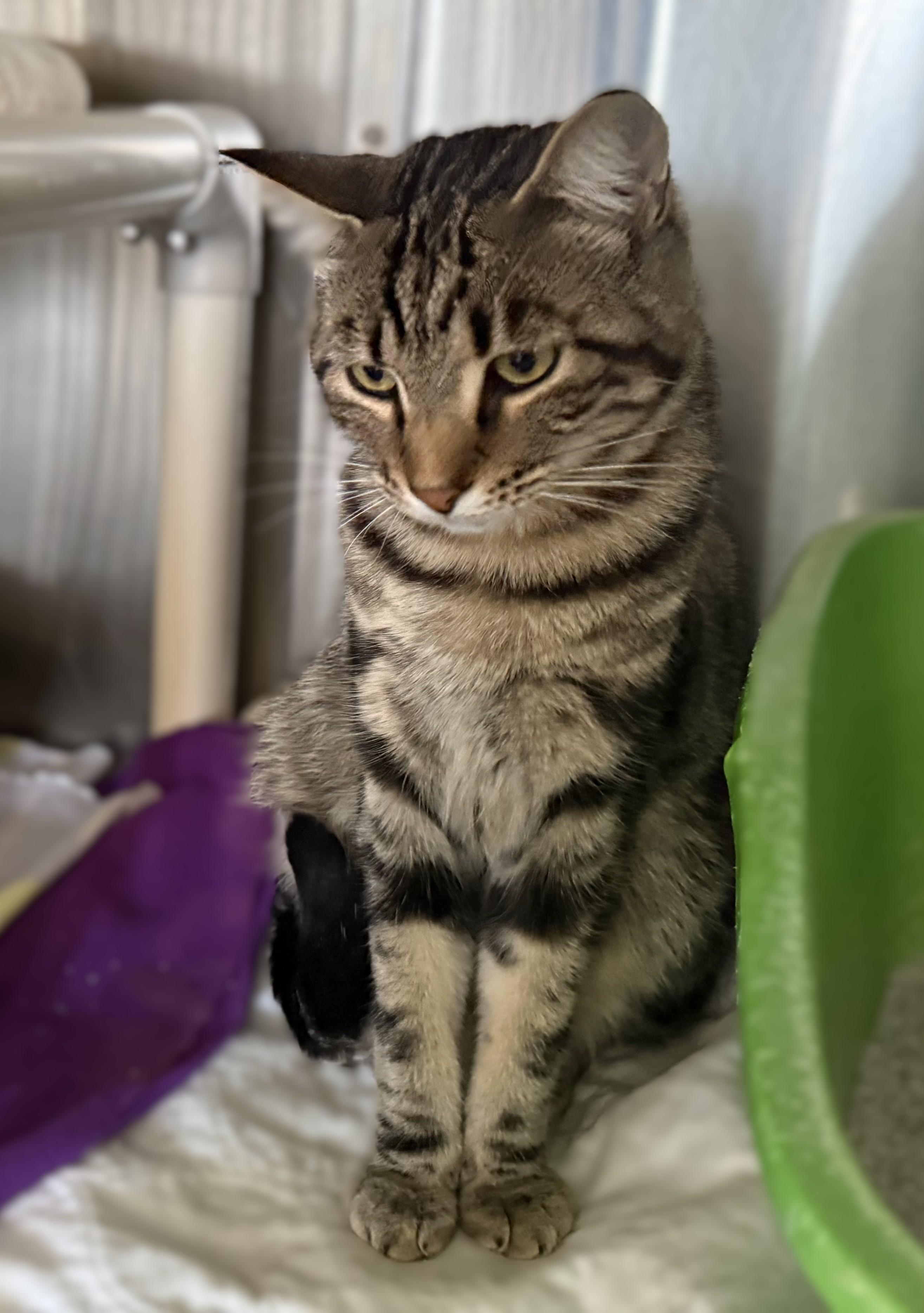 TIGER (& Phoebe), a ADOPTABLE Domestic Short Hair in La Crescent, MN image 6/6