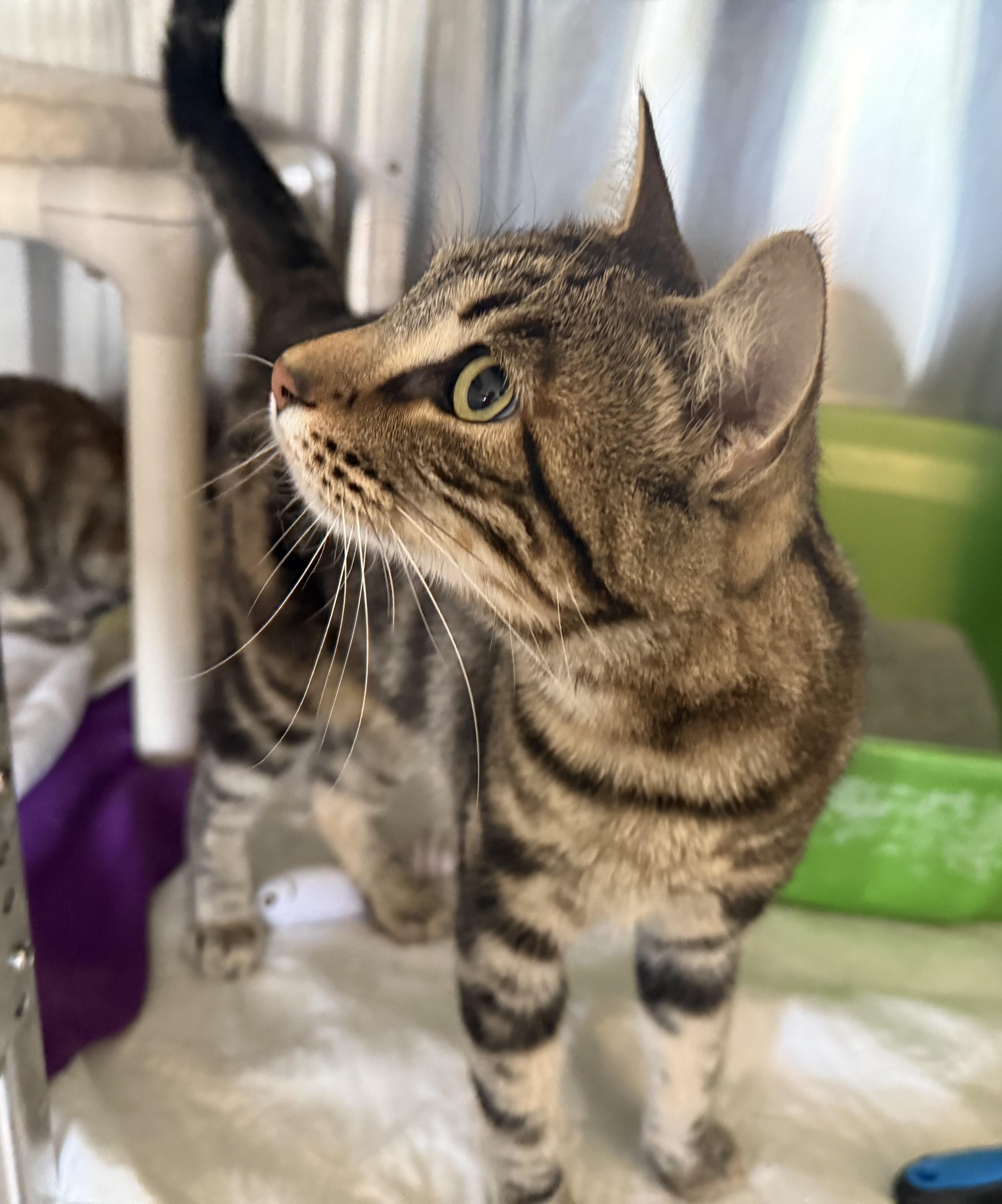 TIGER (& Phoebe), a ADOPTABLE Domestic Short Hair in La Crescent, MN image 3/6