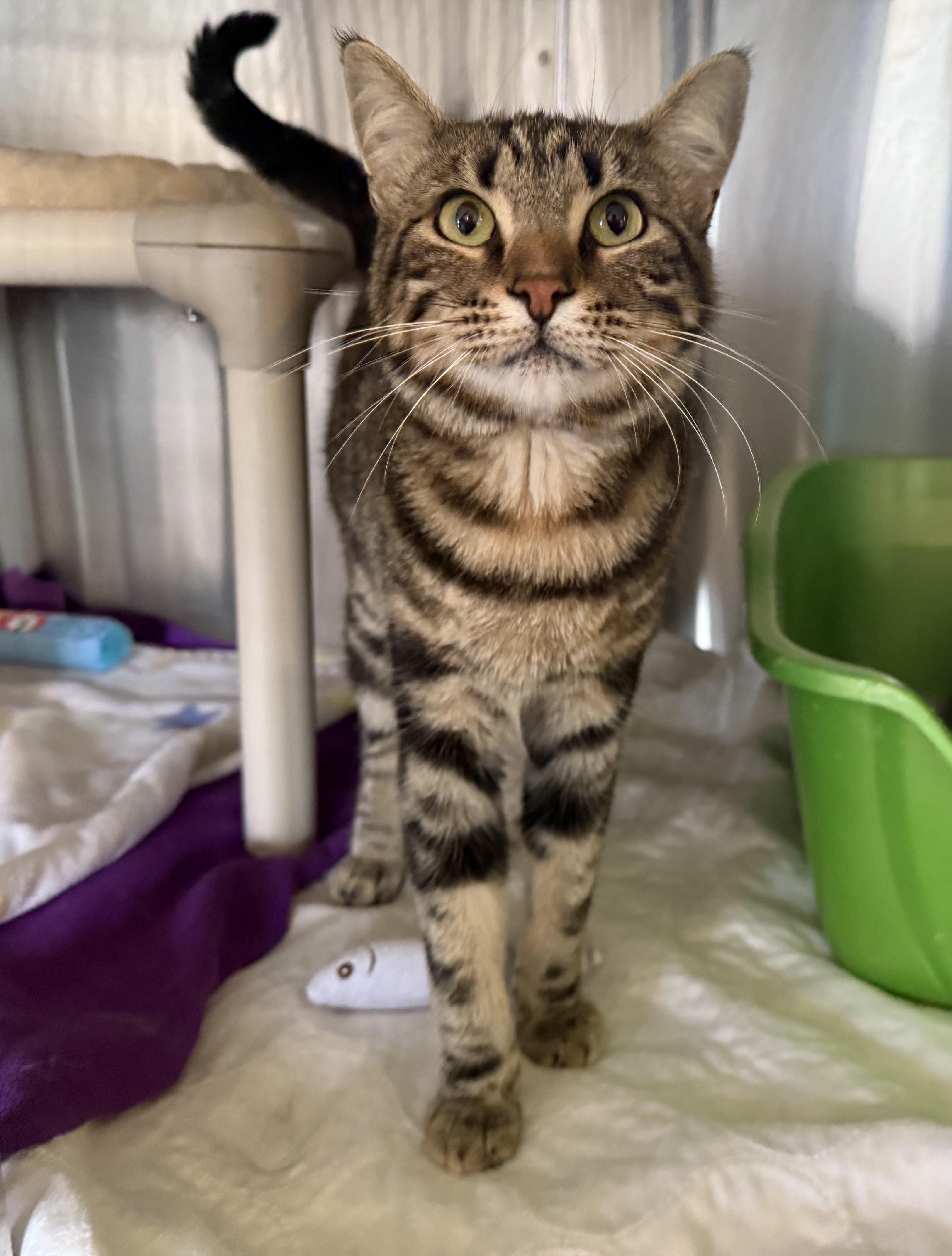 TIGER (& Phoebe), ADOPTABLE, Young Male Domestic Short Hair.