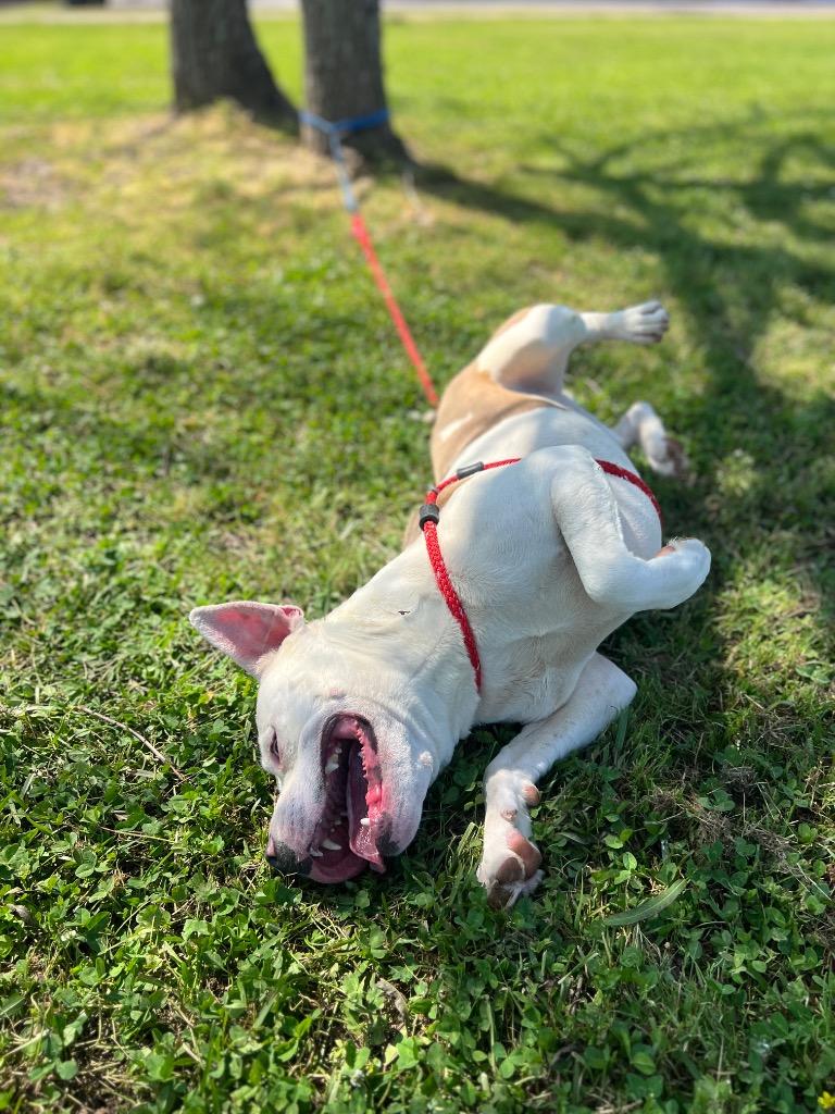 Maverick, Adoptable, Adult Male Pit Bull Terrier.
