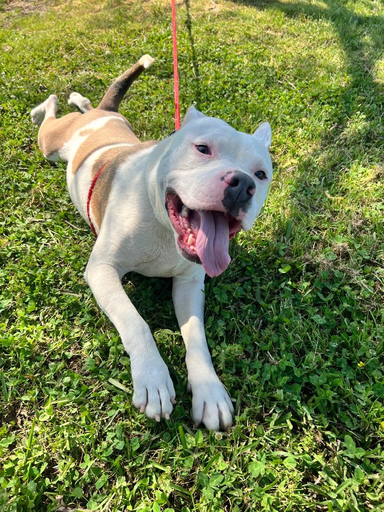 Enlarge Maverick, a Adoptable Pit Bull Terrier in Saint Francisville, LA image 2/5