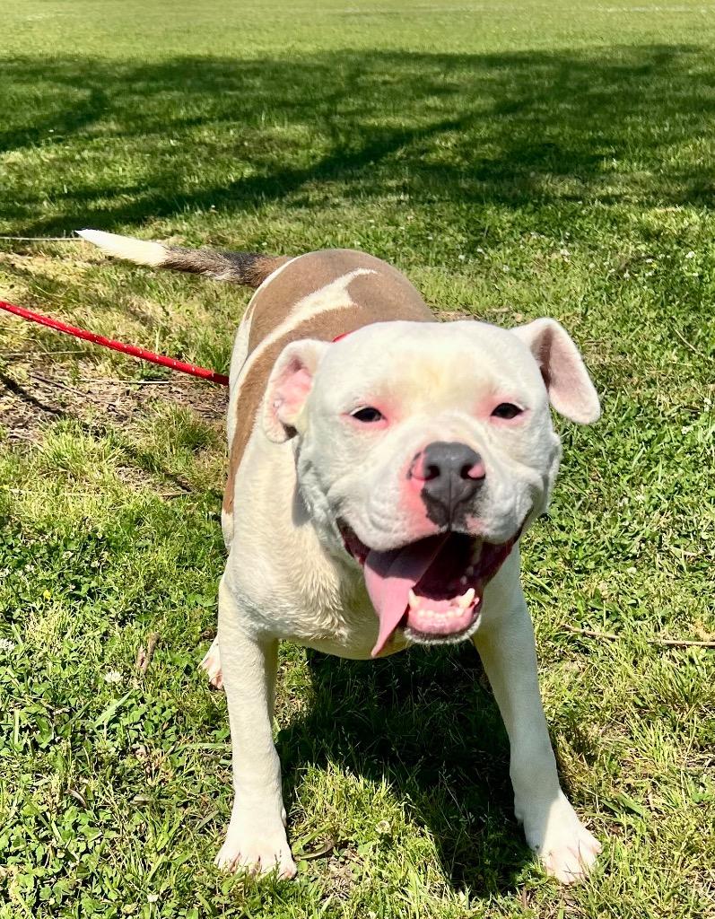 Enlarge Maverick, a Adoptable Pit Bull Terrier in Saint Francisville, LA image 3/5