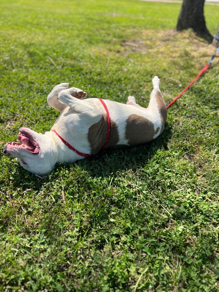 Enlarge Maverick, a Adoptable Pit Bull Terrier in Saint Francisville, LA image 4/5