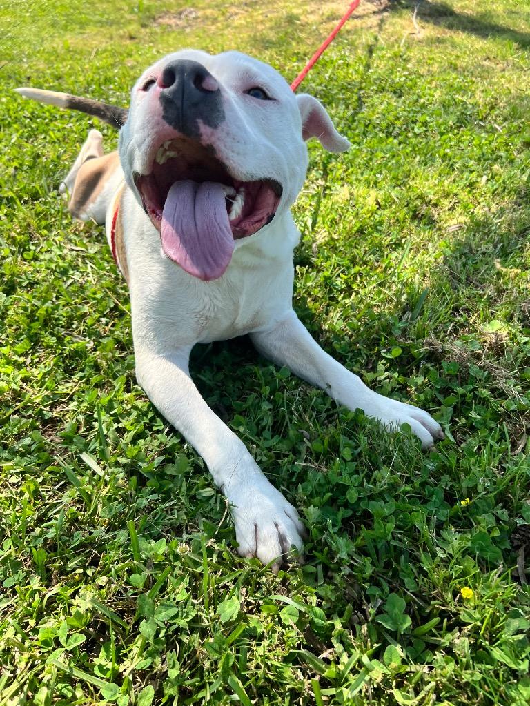 Enlarge Maverick, a Adoptable Pit Bull Terrier in Saint Francisville, LA image 5/5