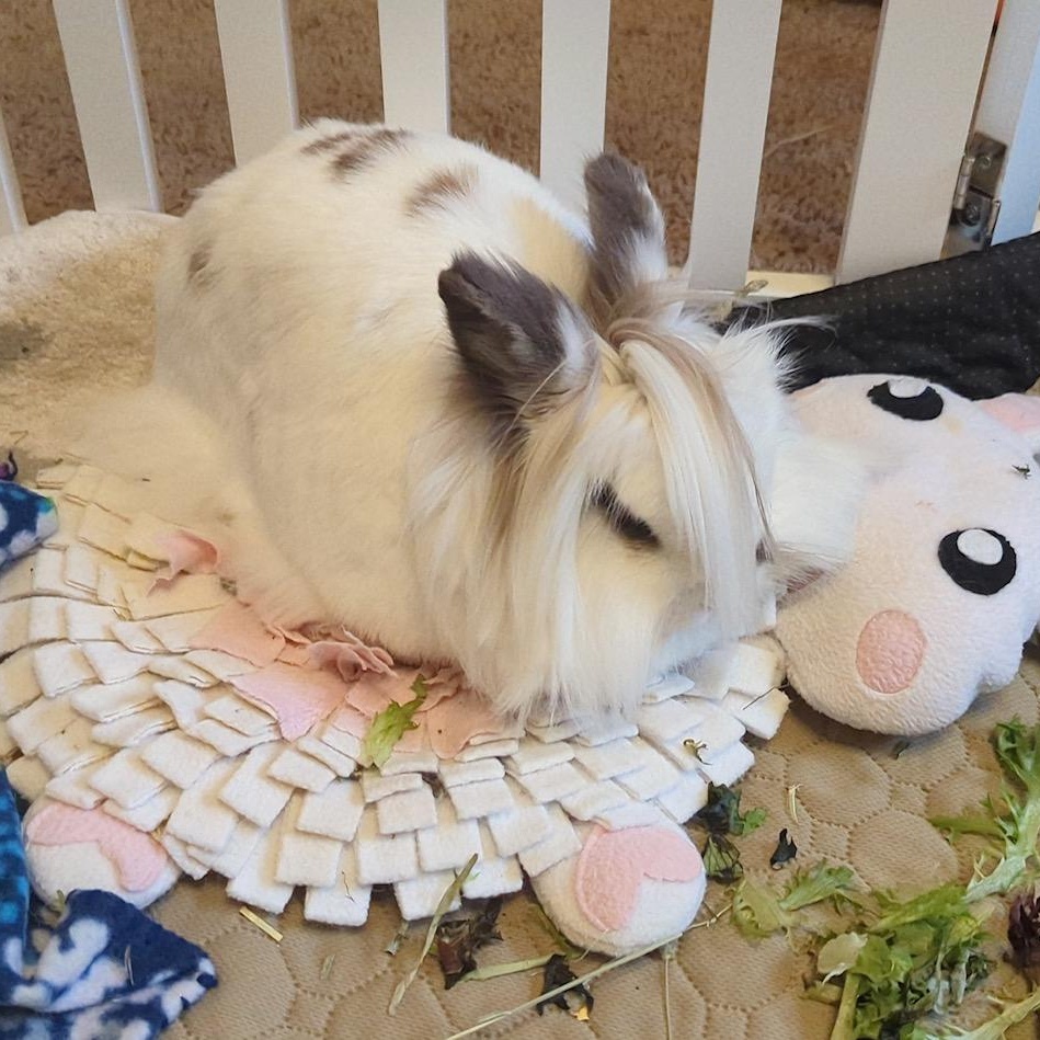 Eevee, a Adoptable Lionhead in Edina, MN image 1/5