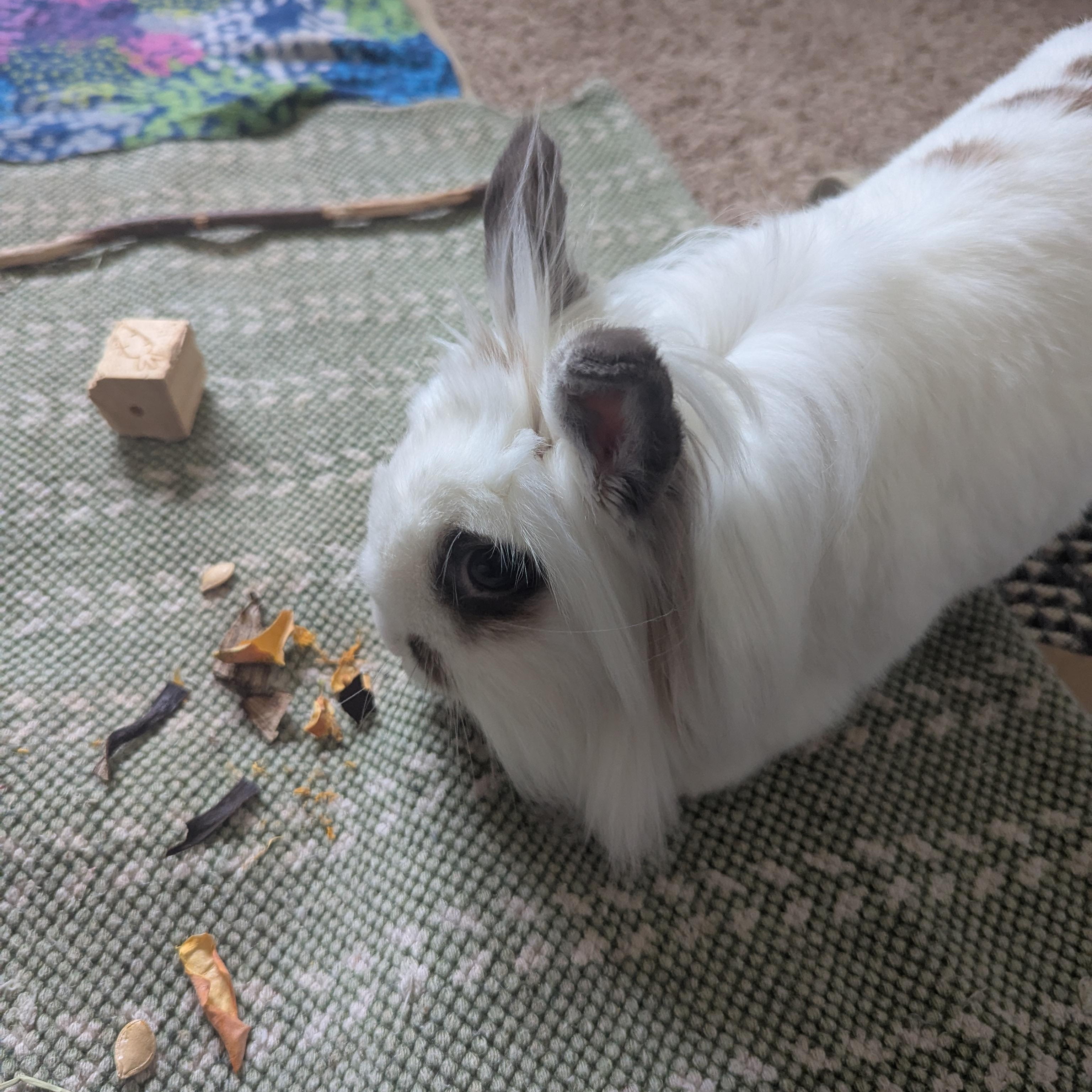 Eevee, a Adoptable Lionhead in Edina, MN image 2/5
