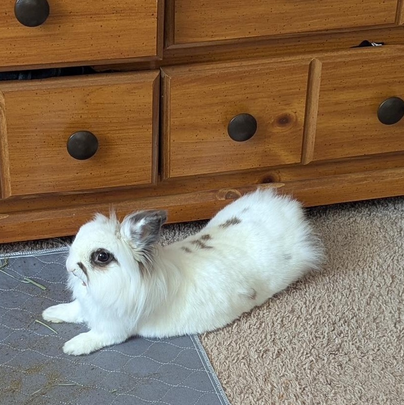 Enlarge Eevee, a Adoptable Lionhead in Edina, MN image 4/5
