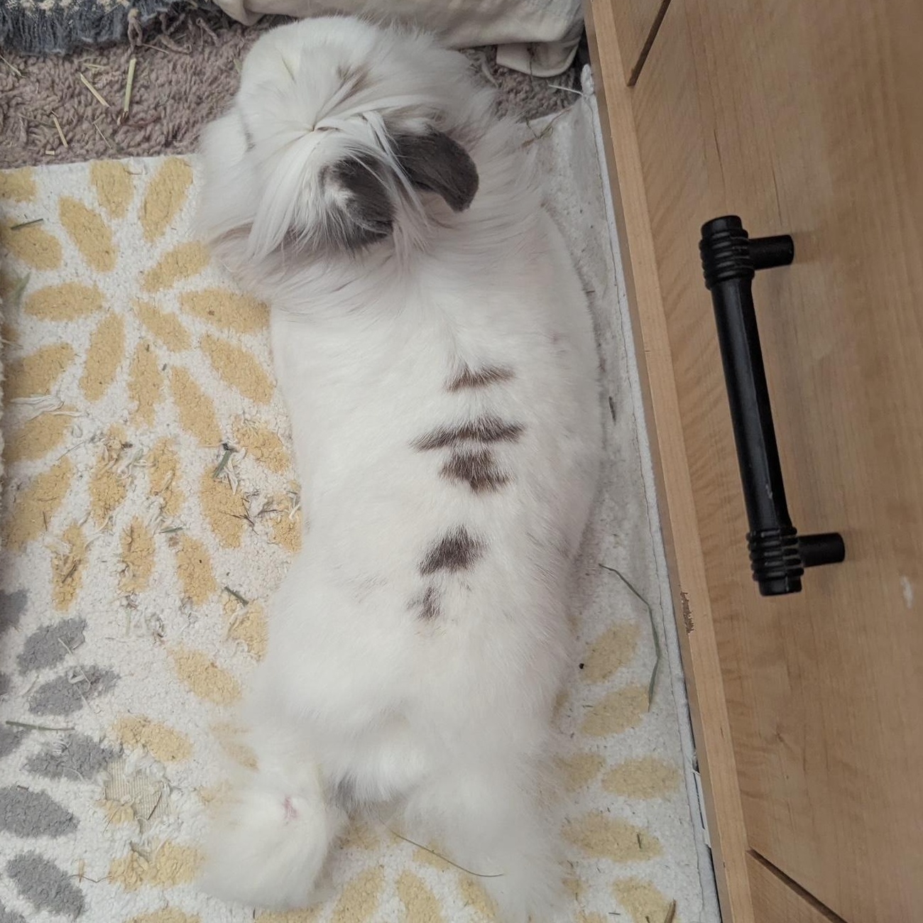 Enlarge Eevee, a Adoptable Lionhead in Edina, MN image 2/5