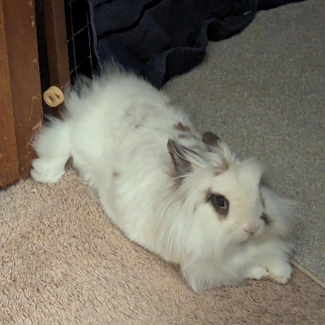 Eevee, Adoptable, Adult Female Lionhead.