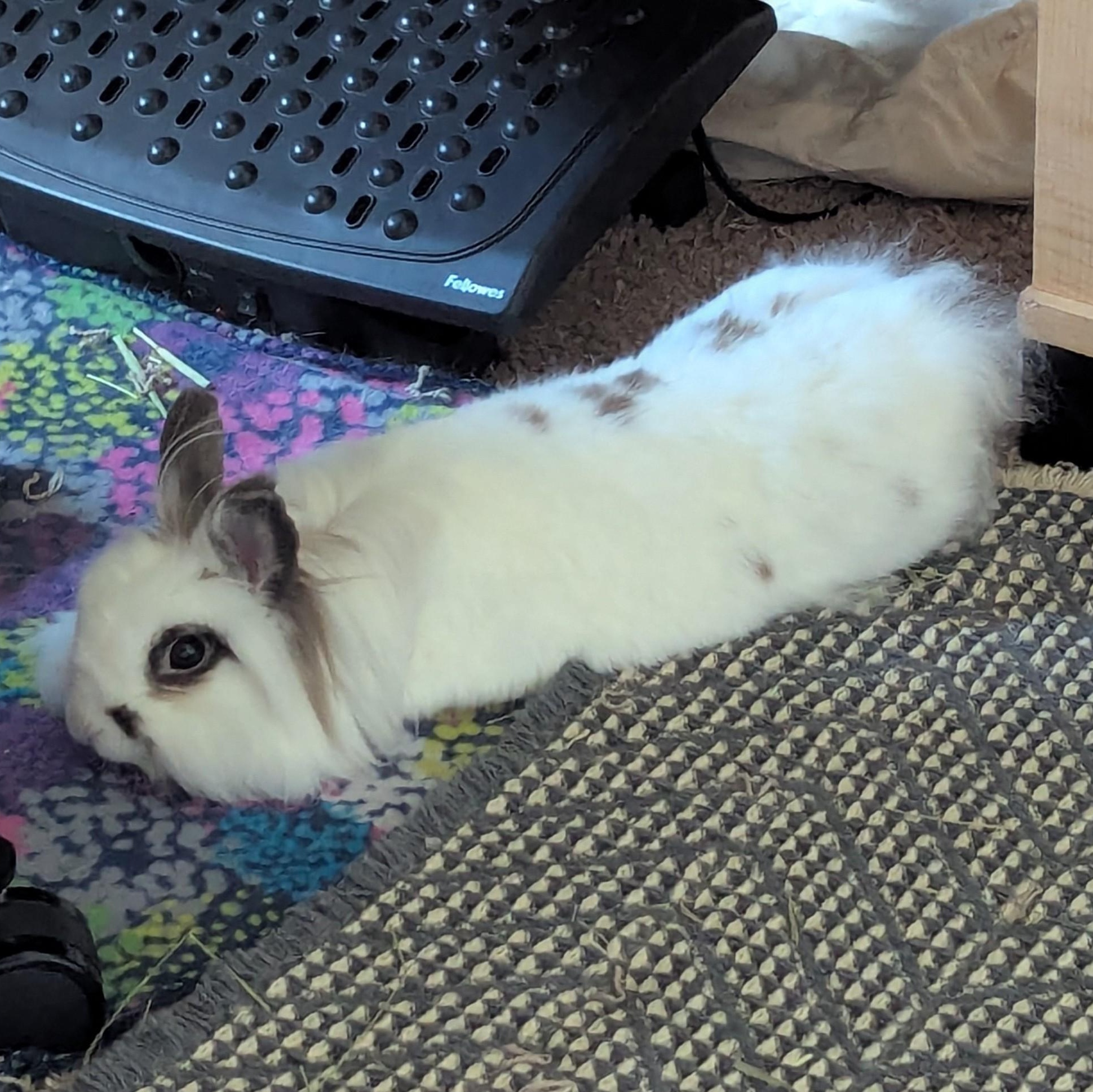 Eevee, a Adoptable Lionhead in Edina, MN image 3/5