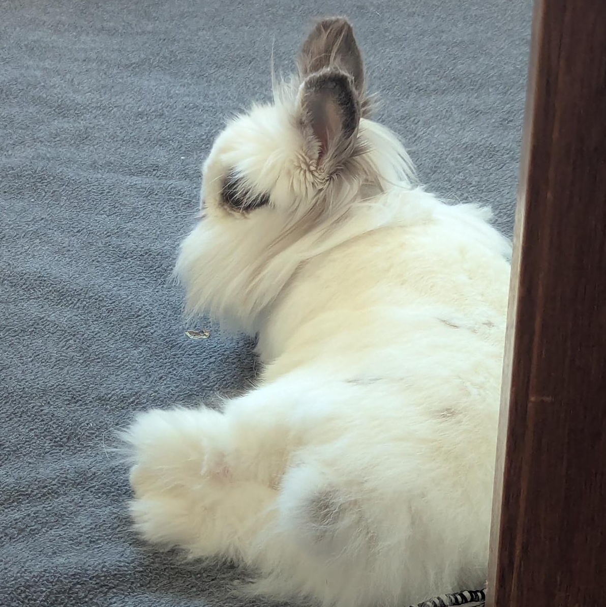 Enlarge Eevee, a Adoptable Lionhead in Edina, MN image 3/5