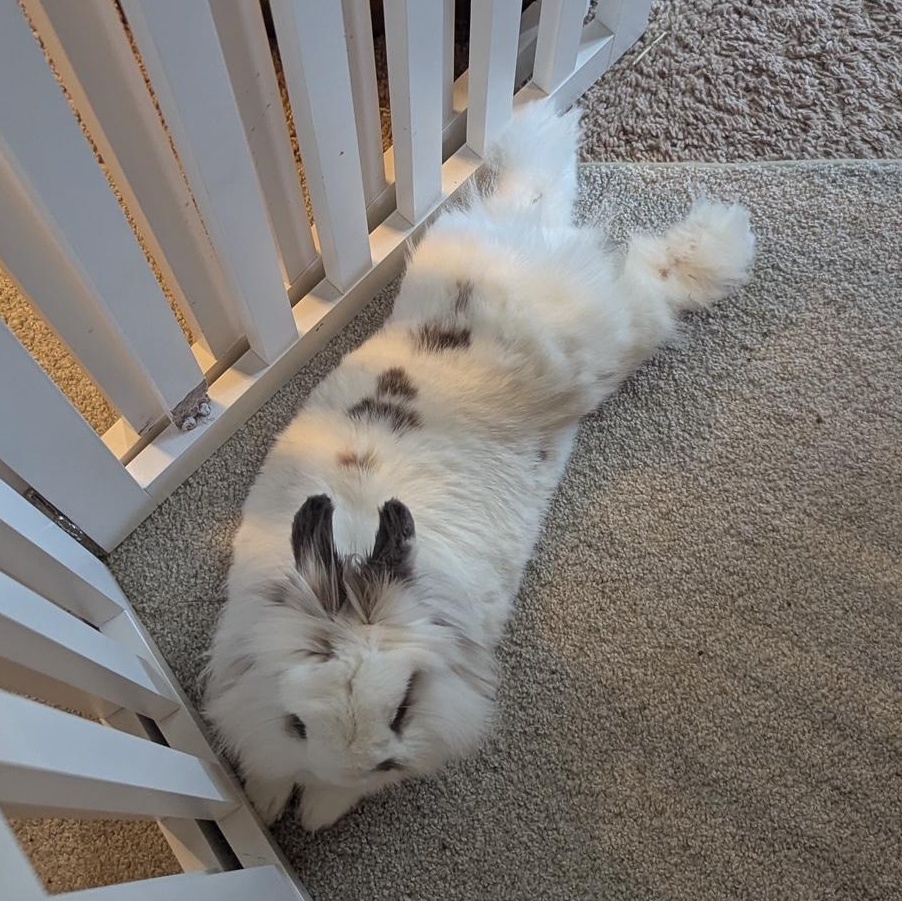 Enlarge Eevee, a Adoptable Lionhead in Edina, MN image 5/5