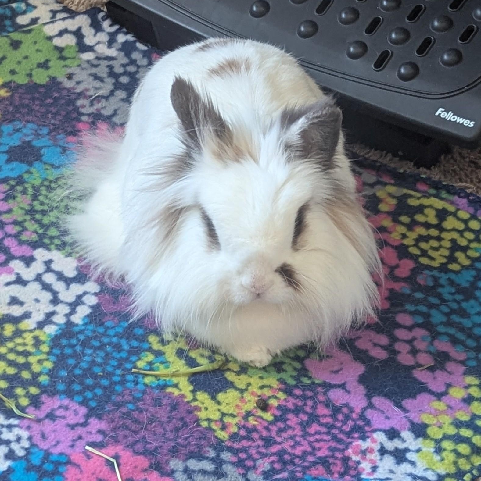 Eevee, a Adoptable Lionhead in Edina, MN image 4/5