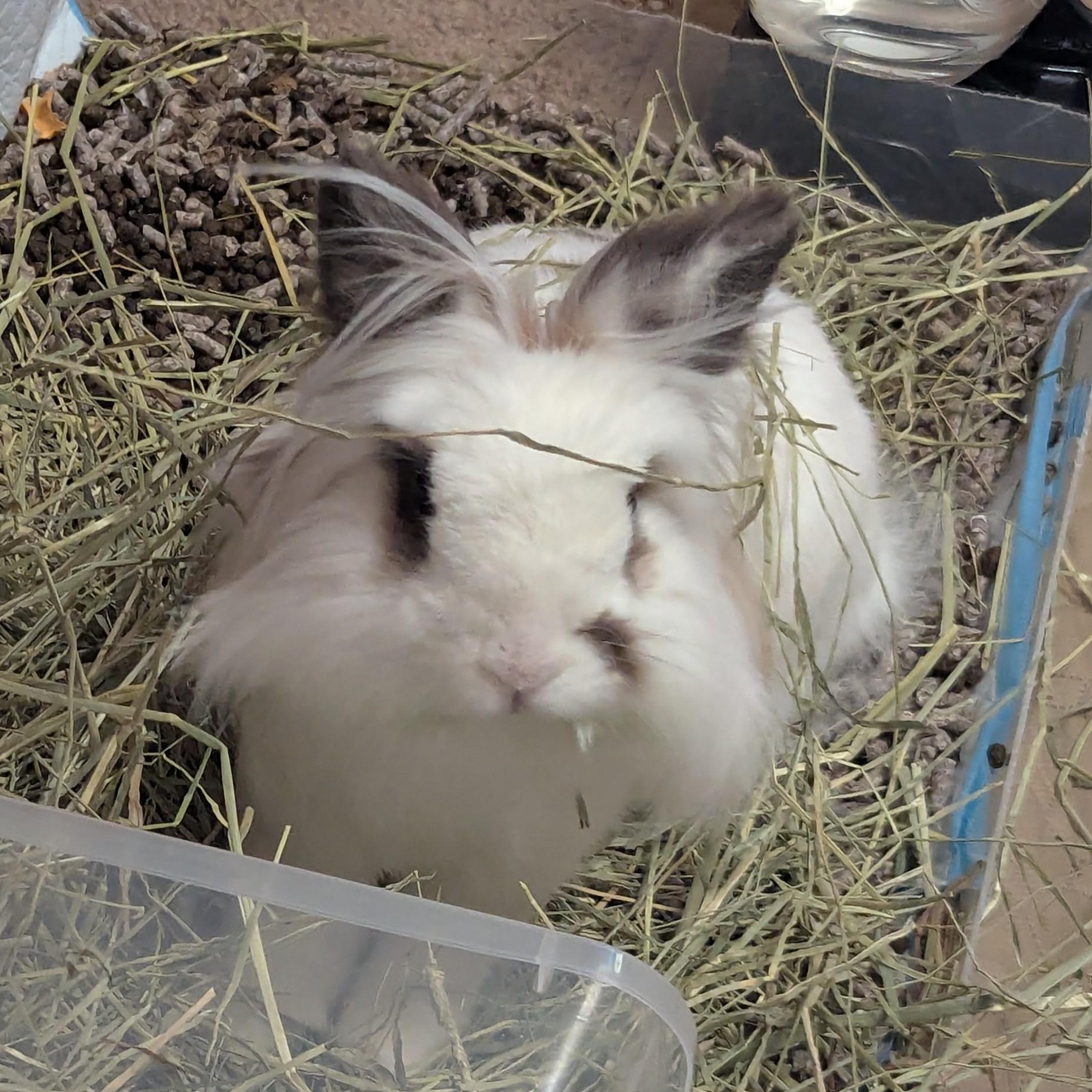 Eevee, a Adoptable Lionhead in Edina, MN image 5/5