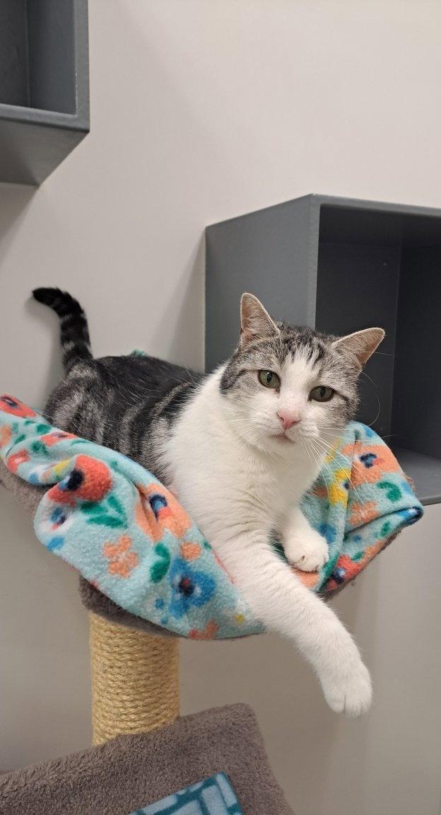 Enlarge Hemingway AT Petsmart Newington, a Adoptable Domestic Short Hair in Gonic, NH image 1/3