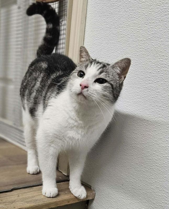 Enlarge Hemingway AT Petsmart Newington, a Adoptable Domestic Short Hair in Gonic, NH image 2/3
