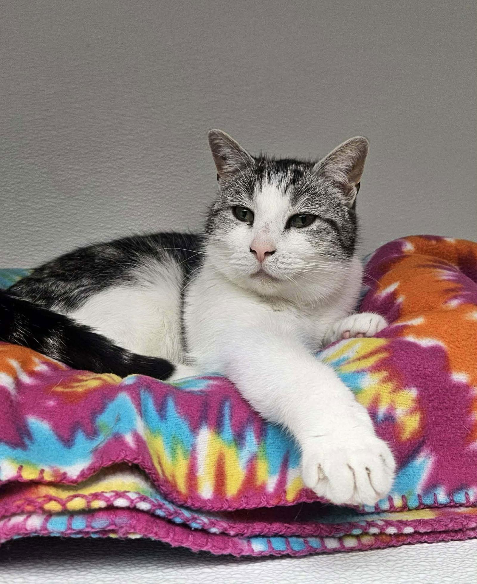 Enlarge Hemingway AT Petsmart Newington, a Adoptable Domestic Short Hair in Gonic, NH image 3/3