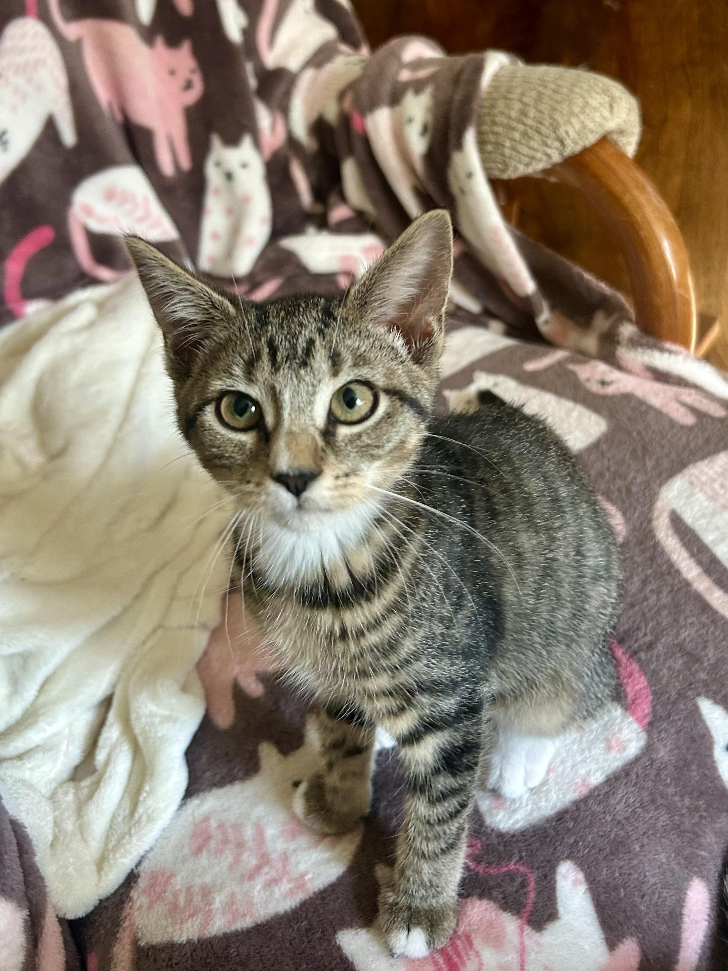 Enlarge Jolene, a ADOPTABLE Domestic Short Hair in Warminster, PA image 3/4