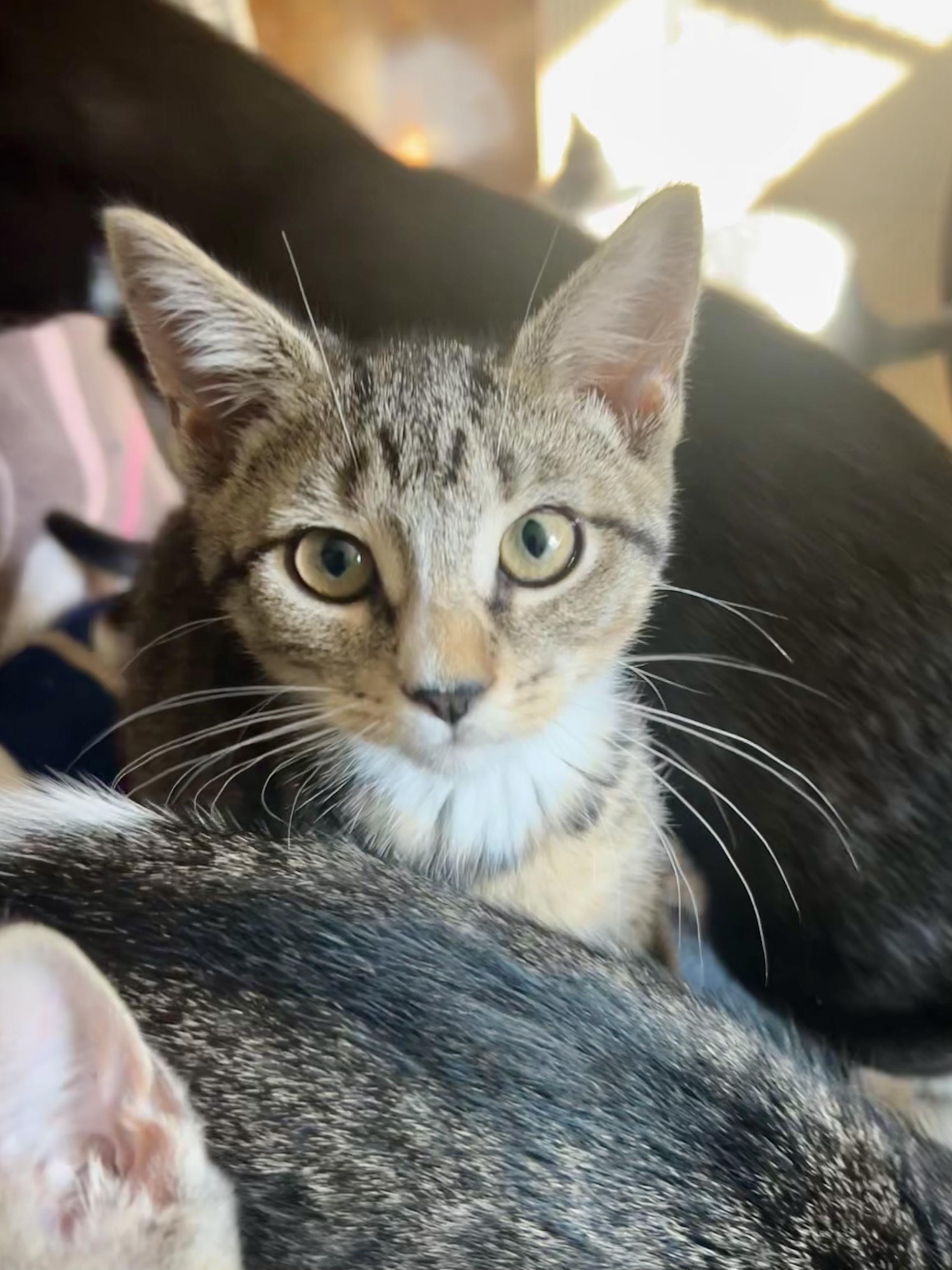 Enlarge Jolene, a ADOPTABLE Domestic Short Hair in Warminster, PA image 2/4