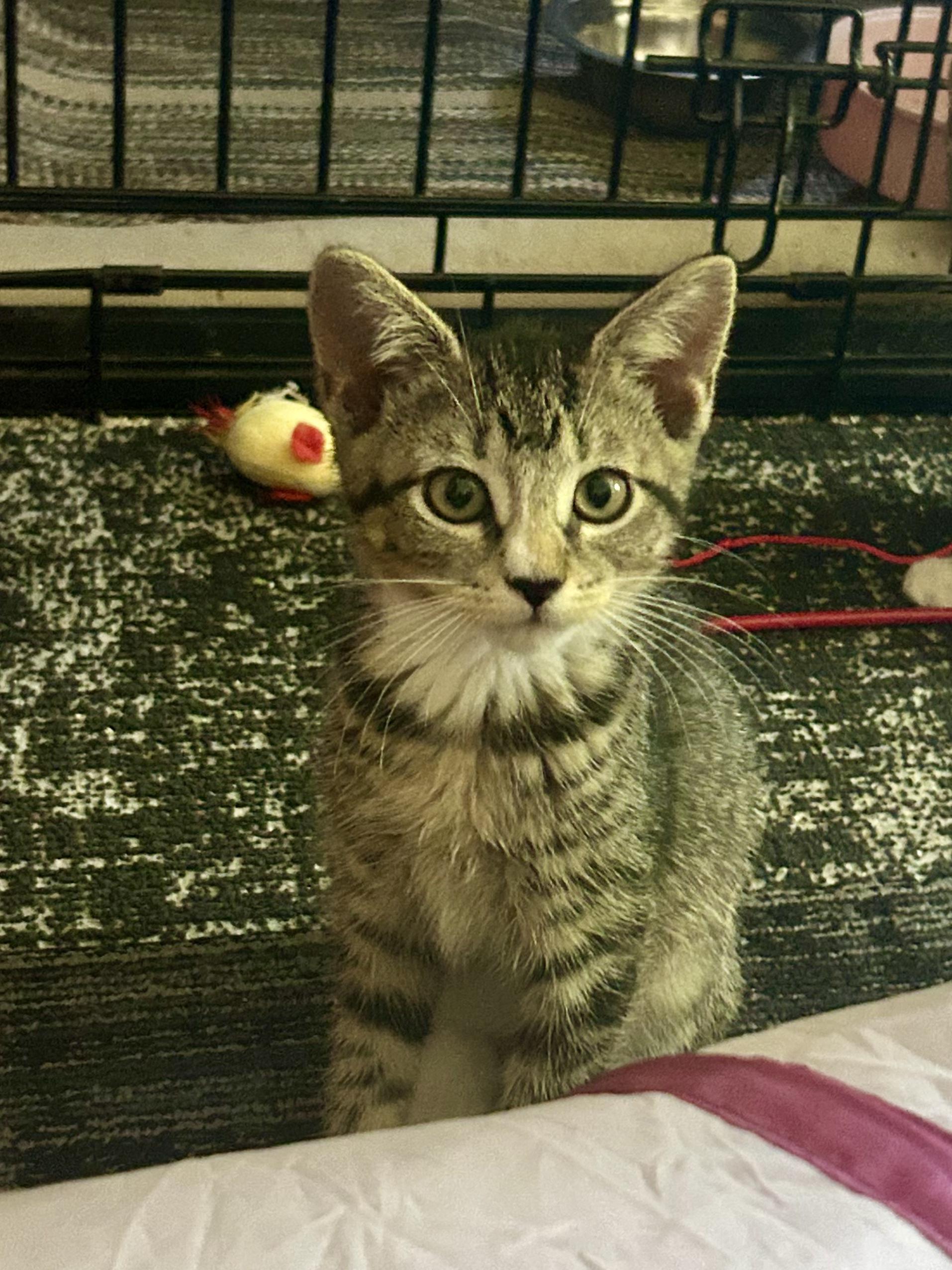 Enlarge Jolene, a ADOPTABLE Domestic Short Hair in Warminster, PA image 1/4