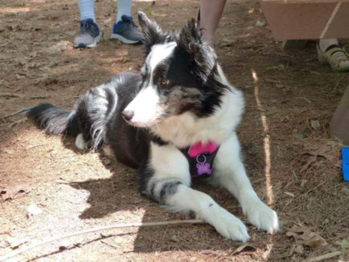 Enlarge Pixie, a Adopted Border Collie in Blackstone, MA image 1/6