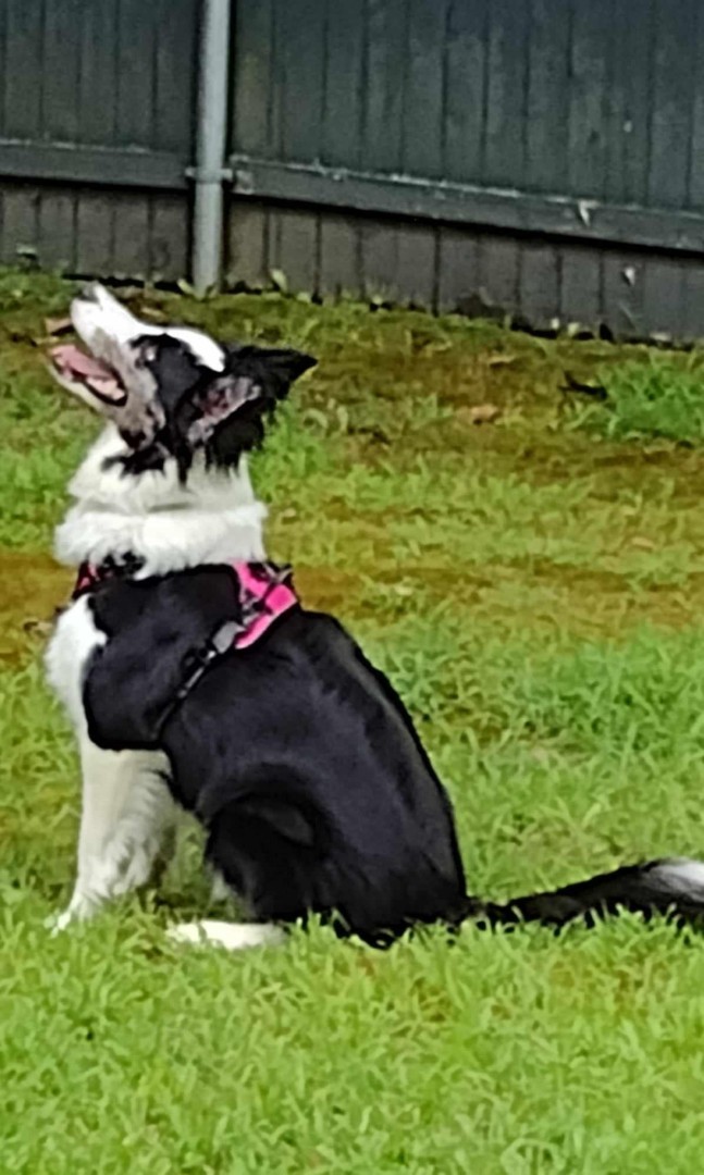 Pixie, Adopted, Adult Female Border Collie.